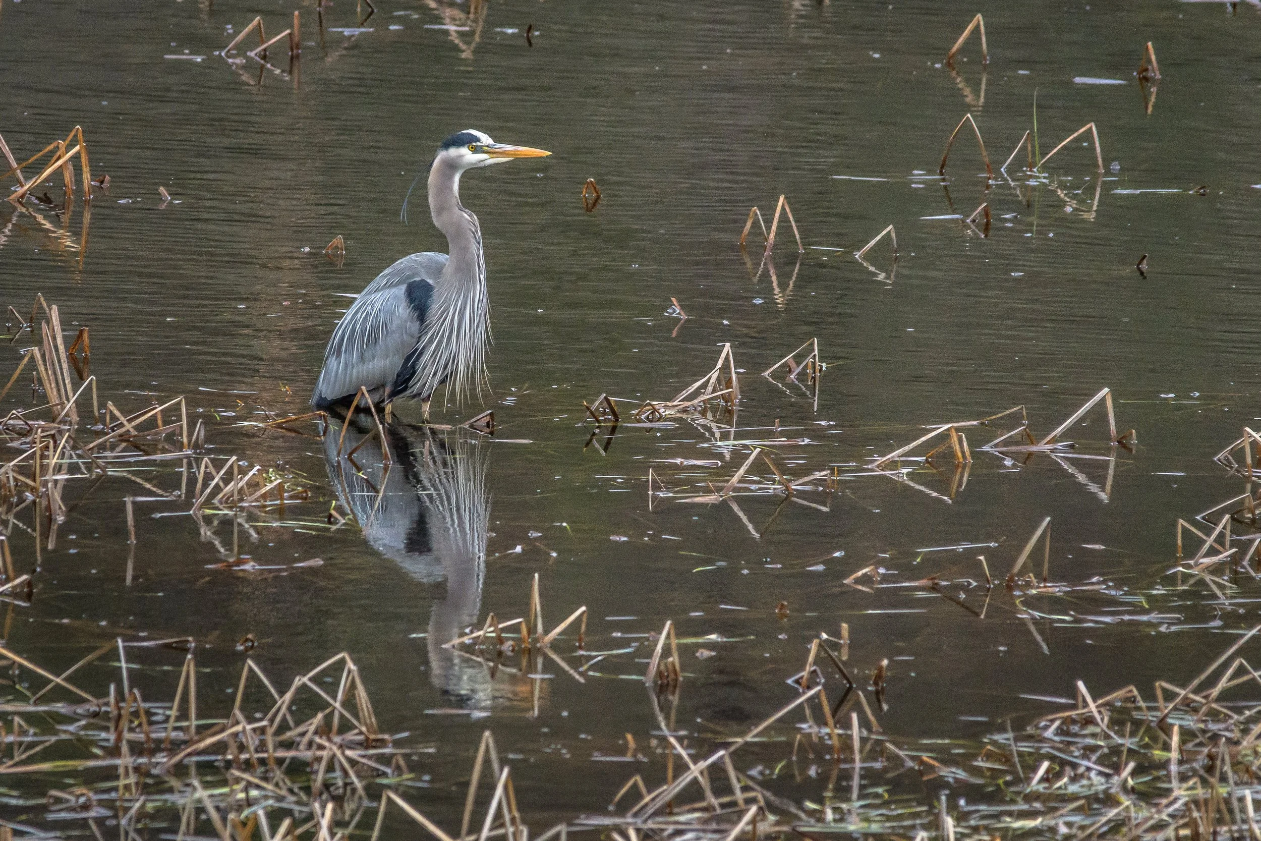 Great Blue Heron Looking for Lunch