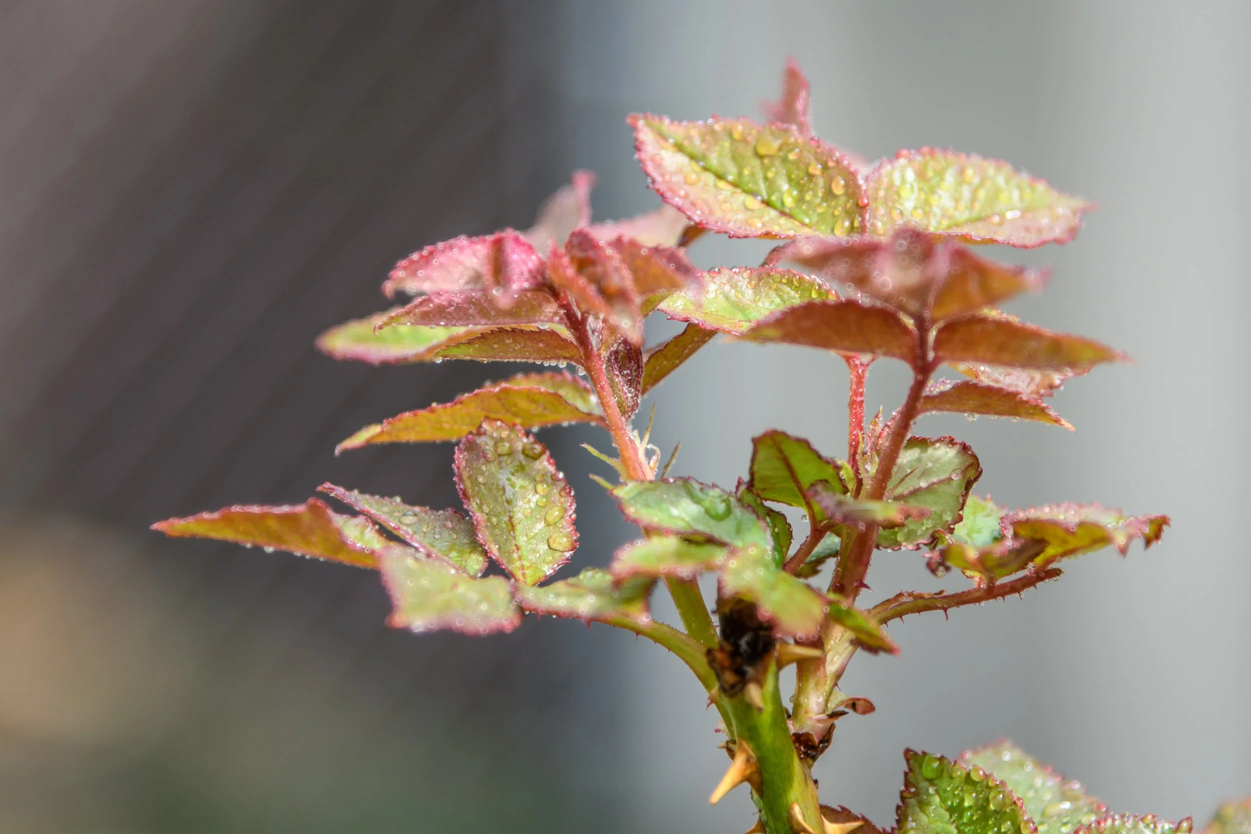 Begonia Leaves