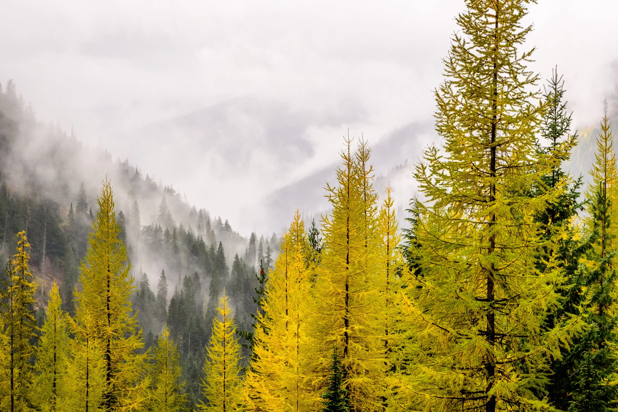 Foggy Fall in North Idaho