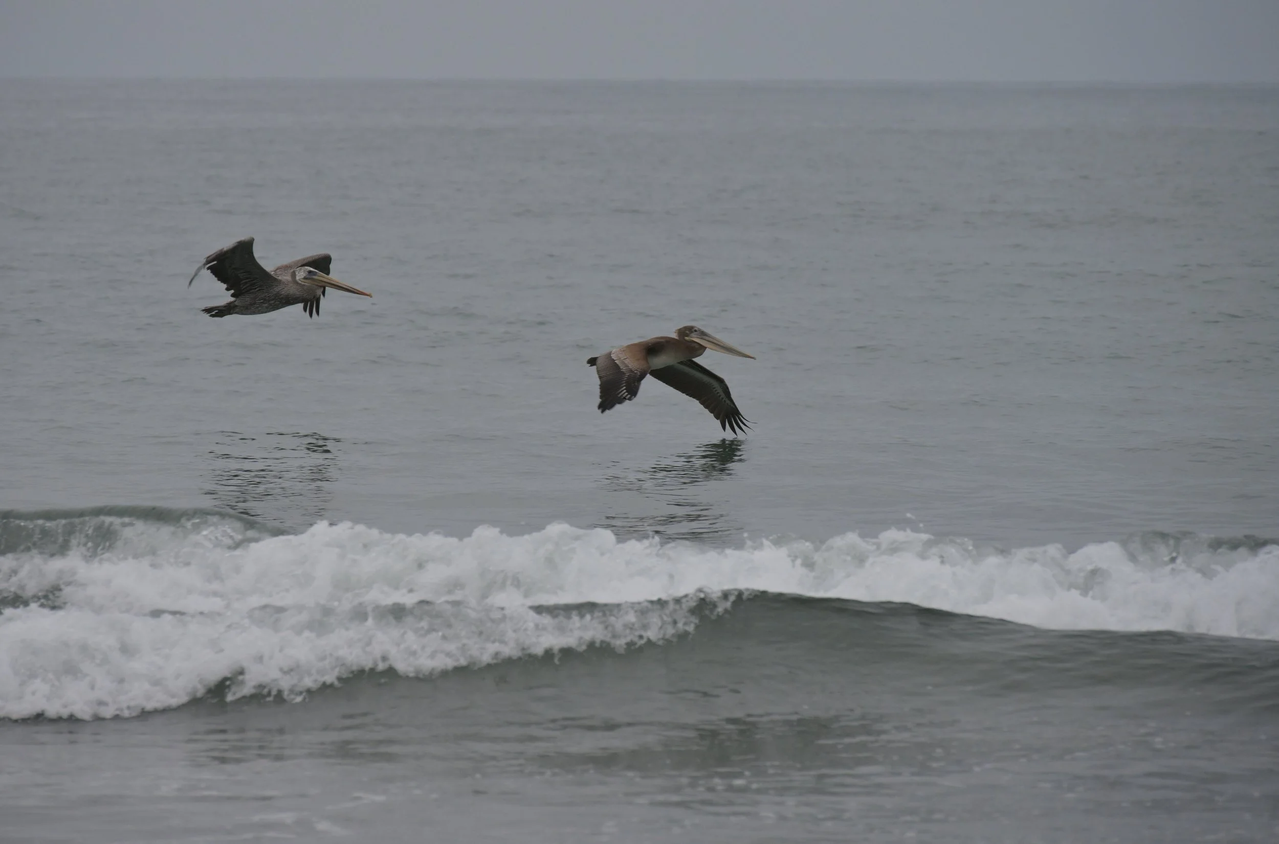 Pelicans on the Wing