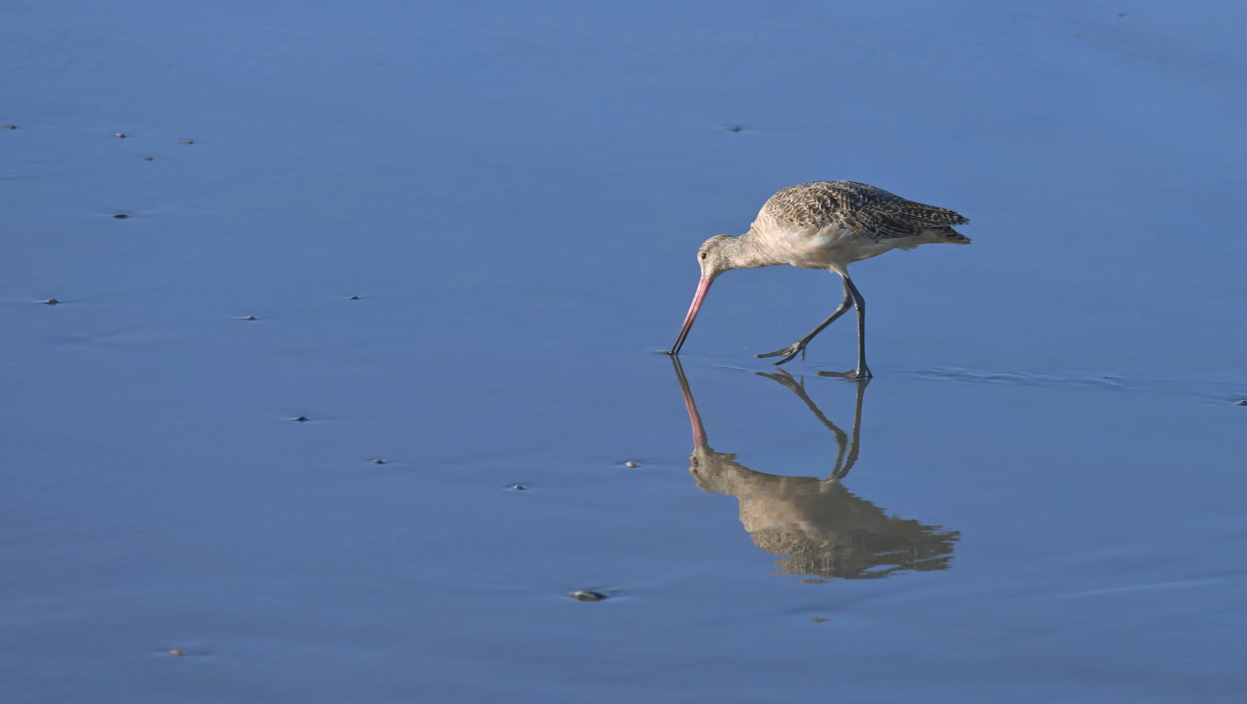 Marbled Godwit finds a Snack