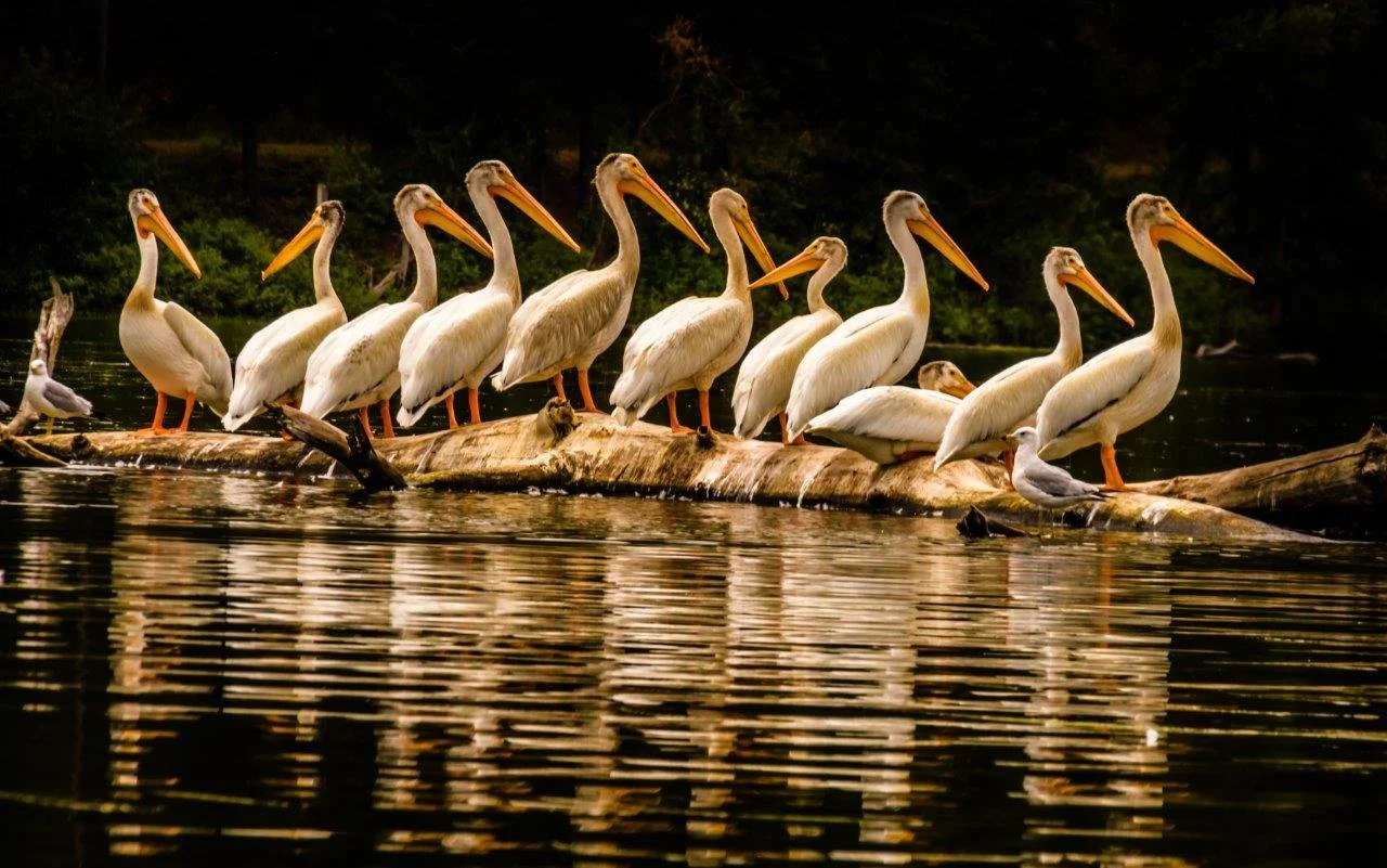 A Pod of Pelicans