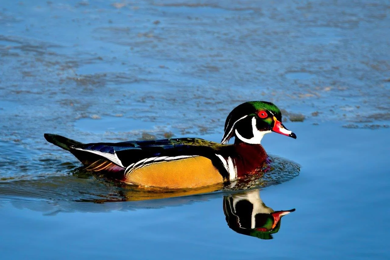 Wood Duck Reflection