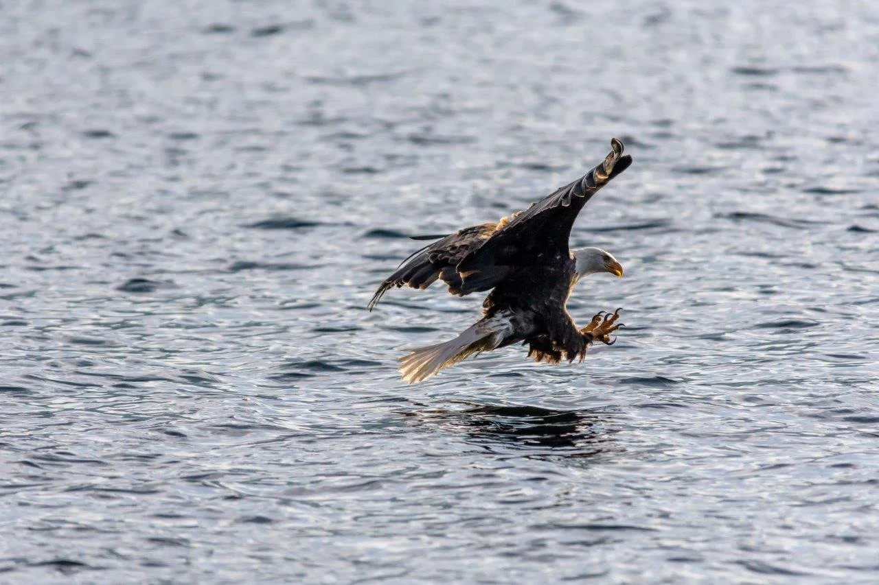 Eagle Ready for a Catch