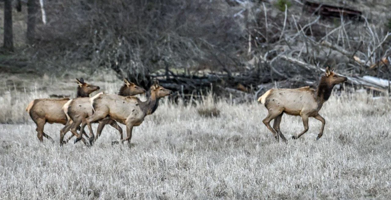 Elk in Field
