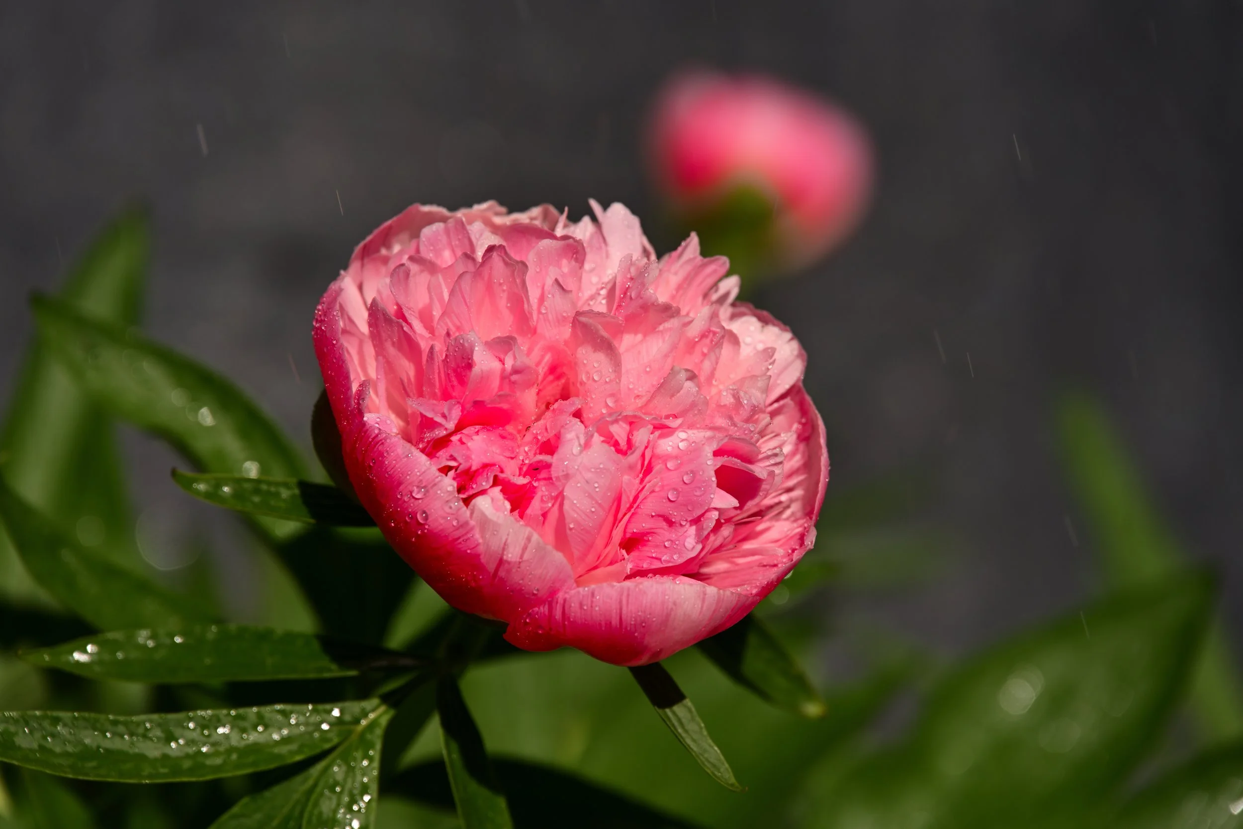 Pink Peony