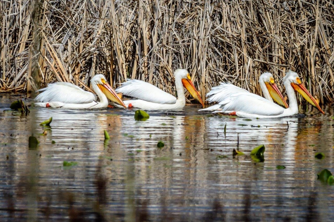 Pelicans Enjoying the Wetlands