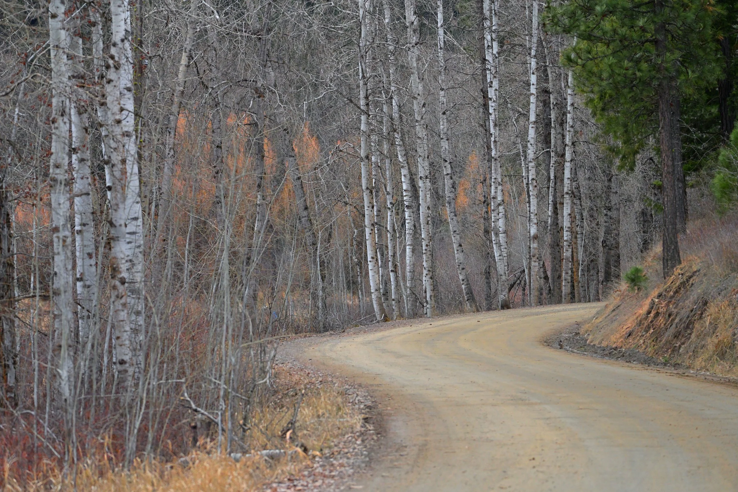 Road to Lake Killarney