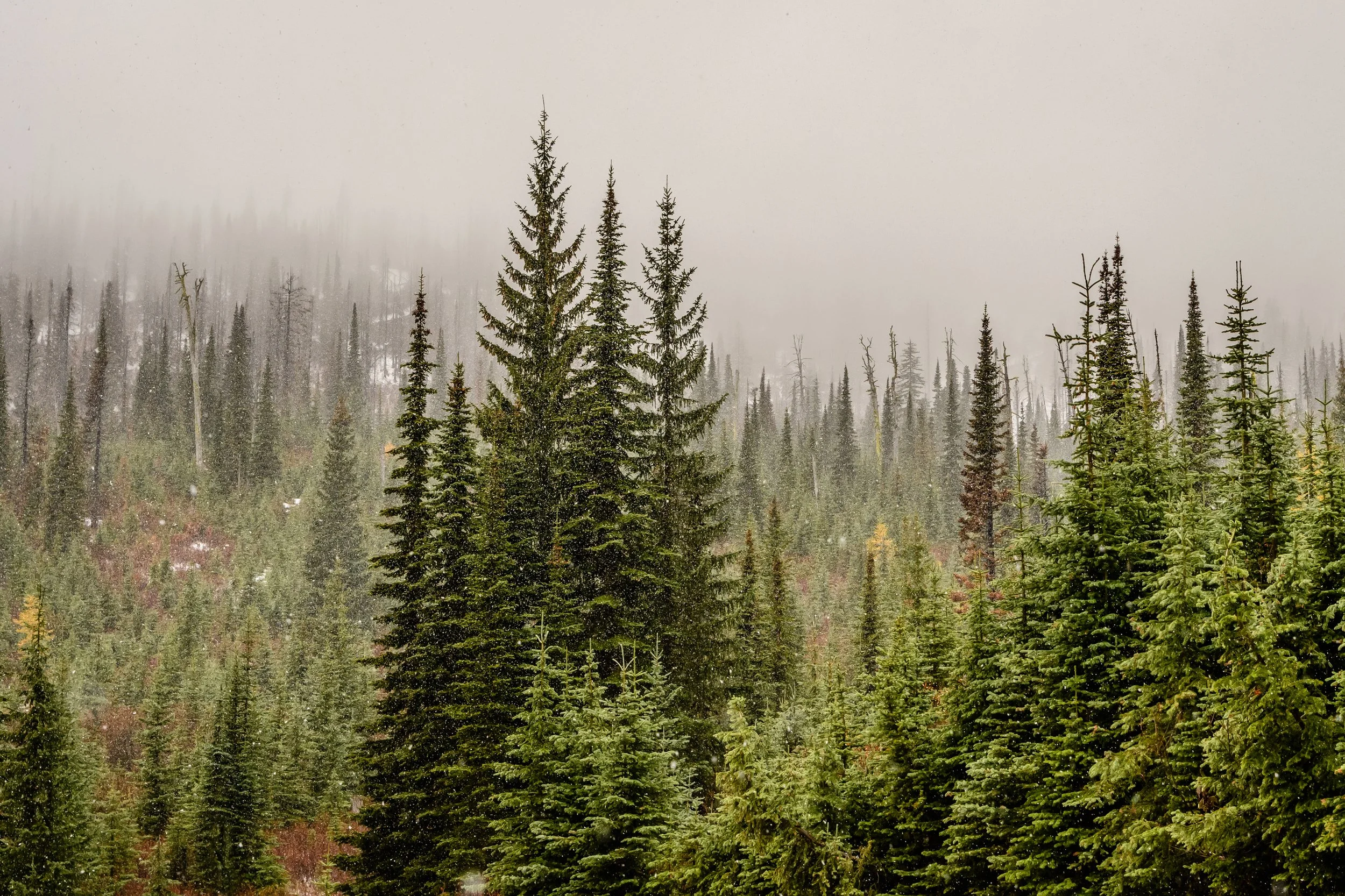 Snowy Early Fall Afternoon