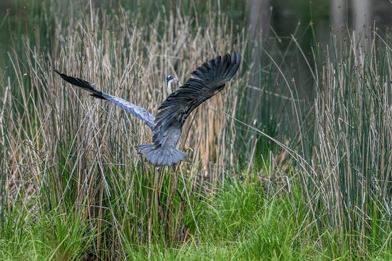 Great Blue Heron on the Wing