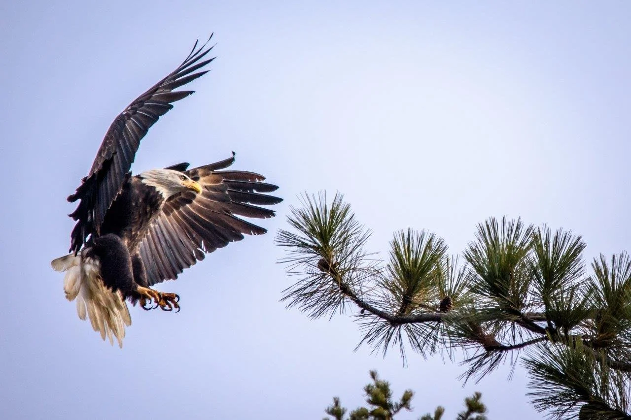 Eagle Coming in for a Landing