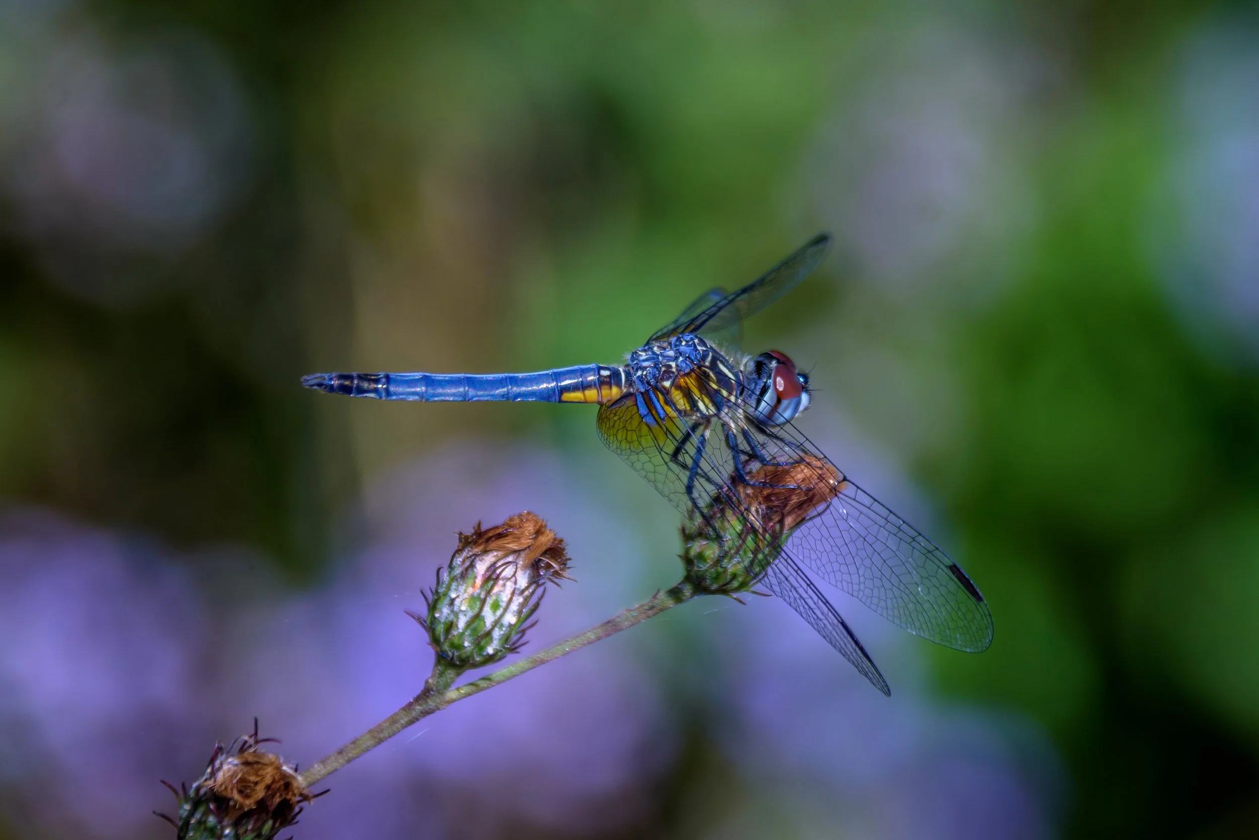Dragonfly 2
