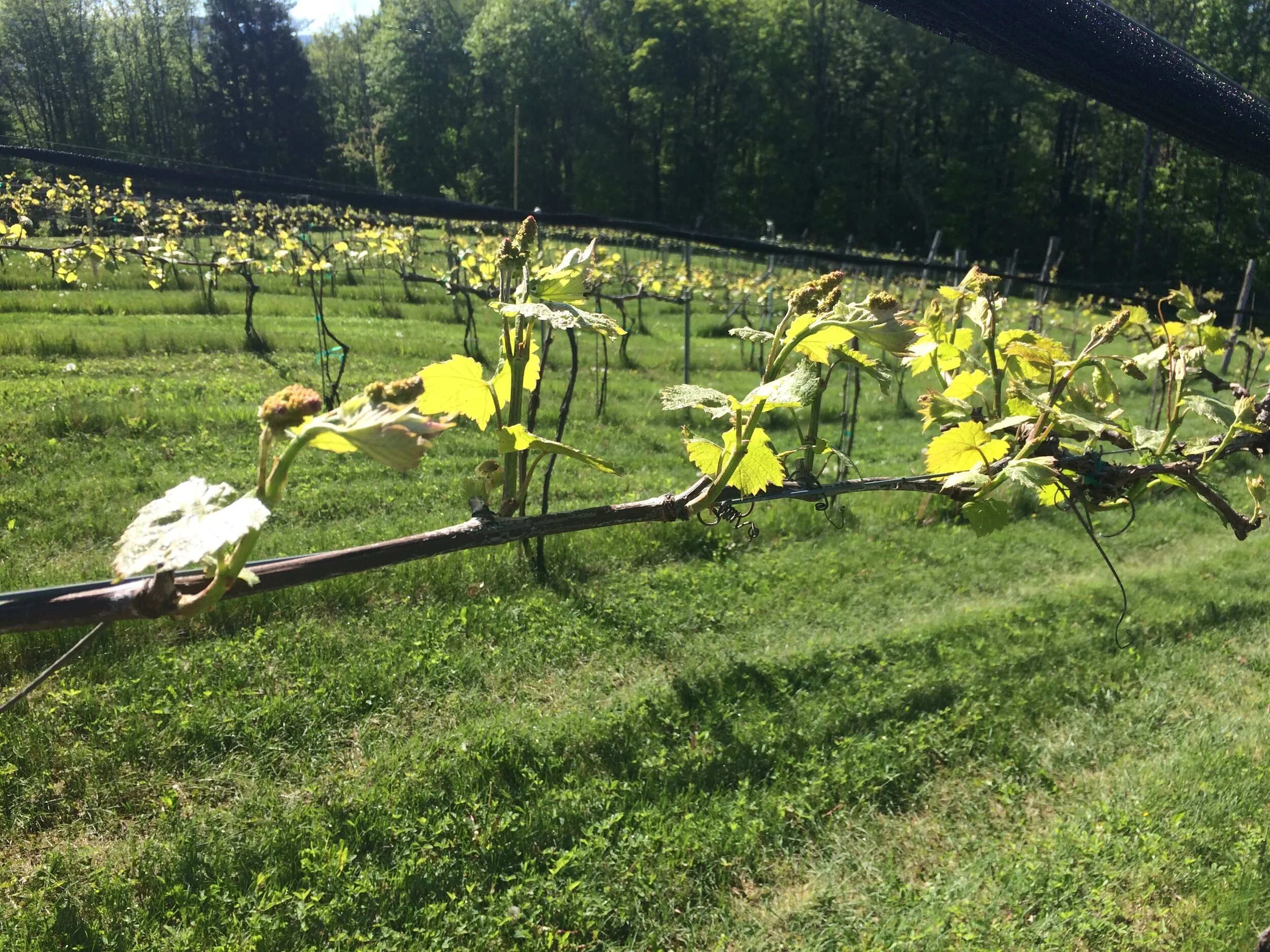 Ripton Vermont — High Rows Vineyards