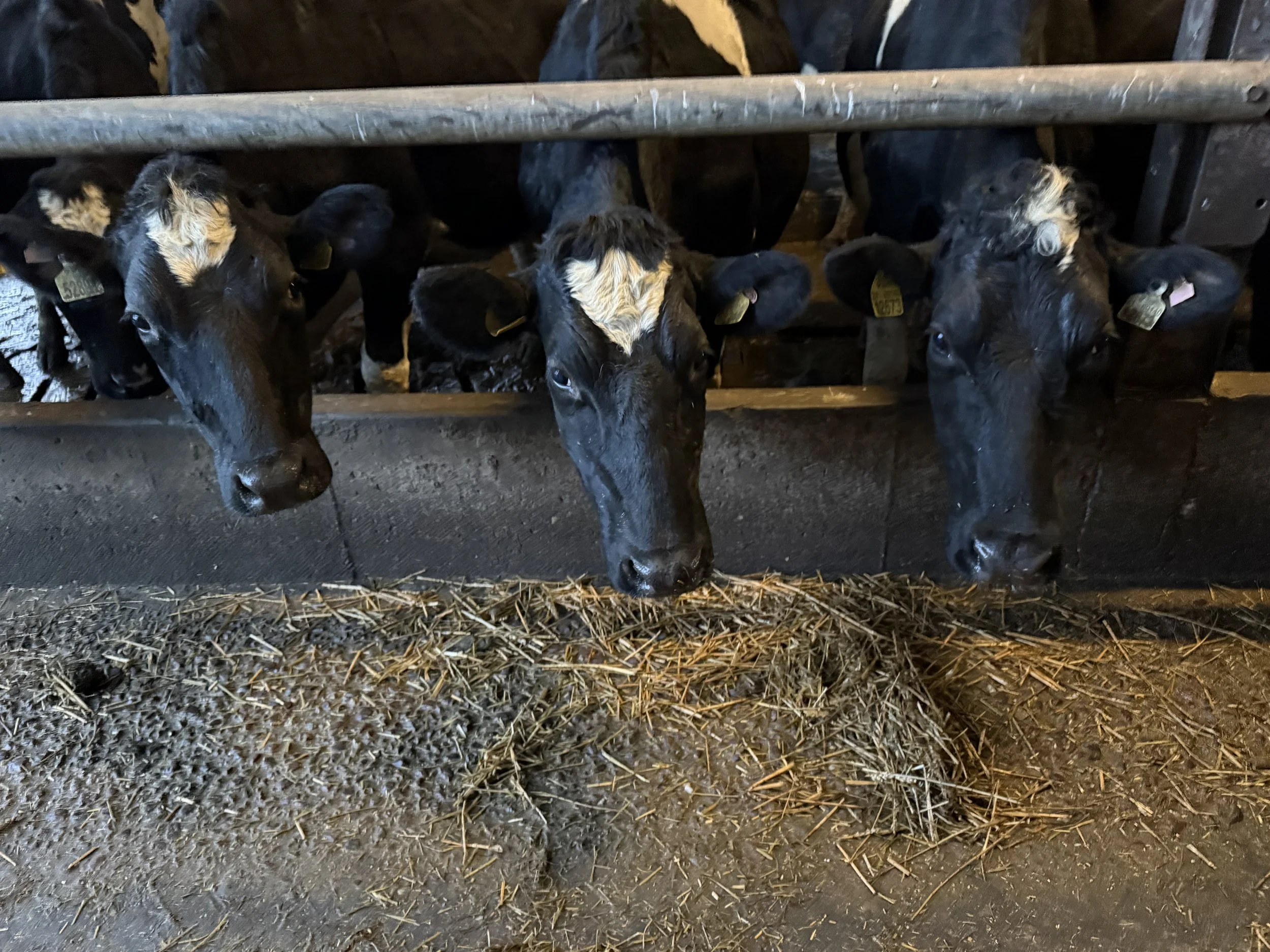 How Driving into a ditch in Ireland was the best part of our trip