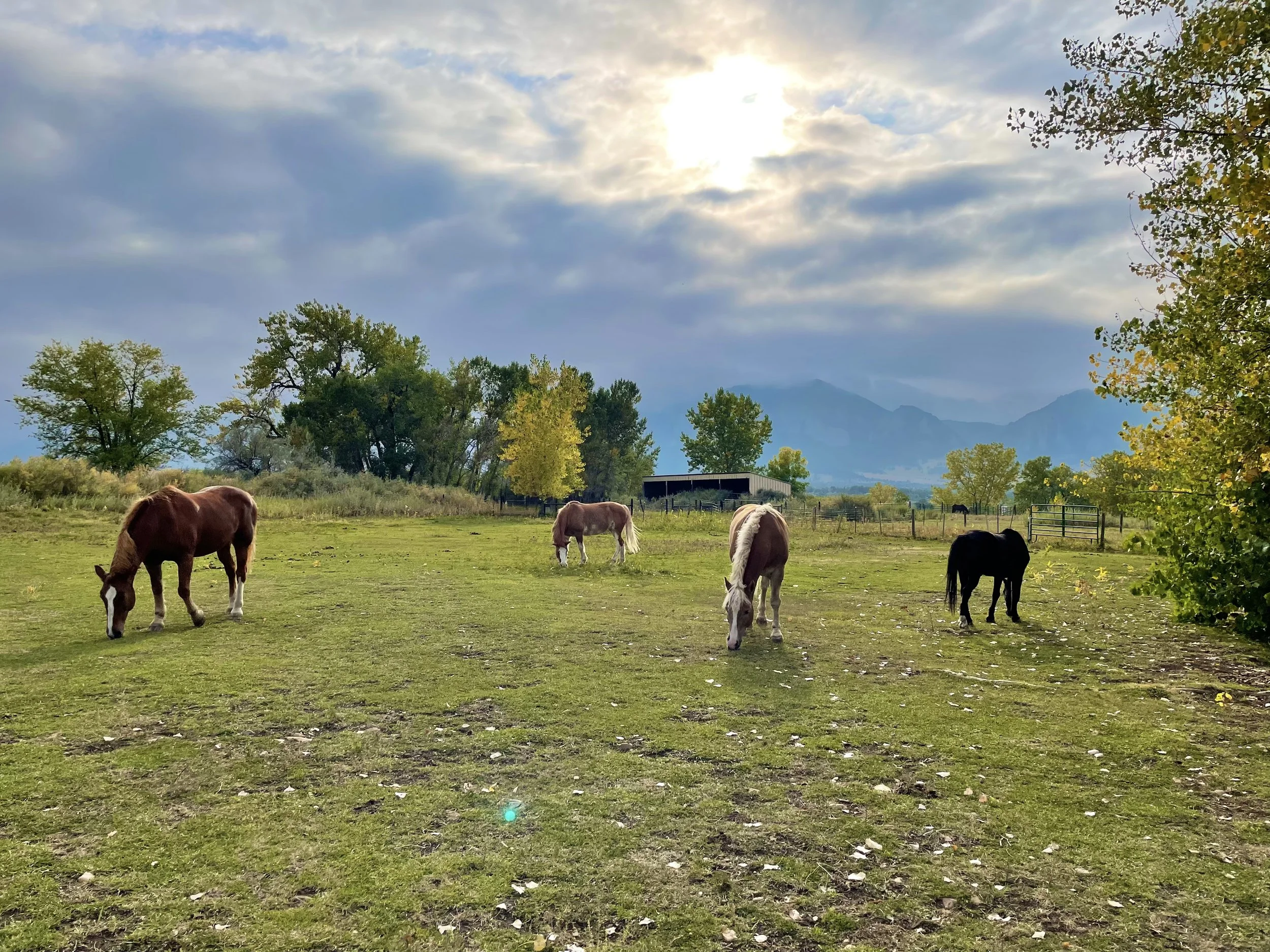 Rocky Mountain Riding Therapy