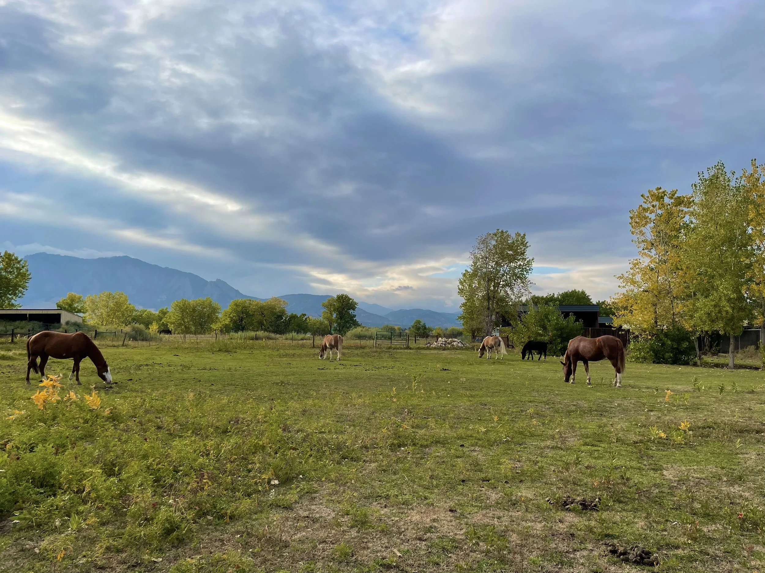 Rocky Mountain Riding Therapy