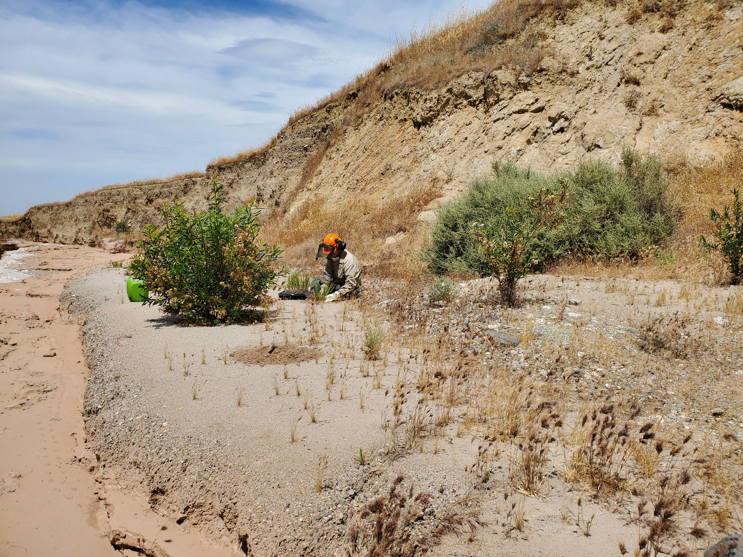 Ranger Travis planting at Santiago restoration site