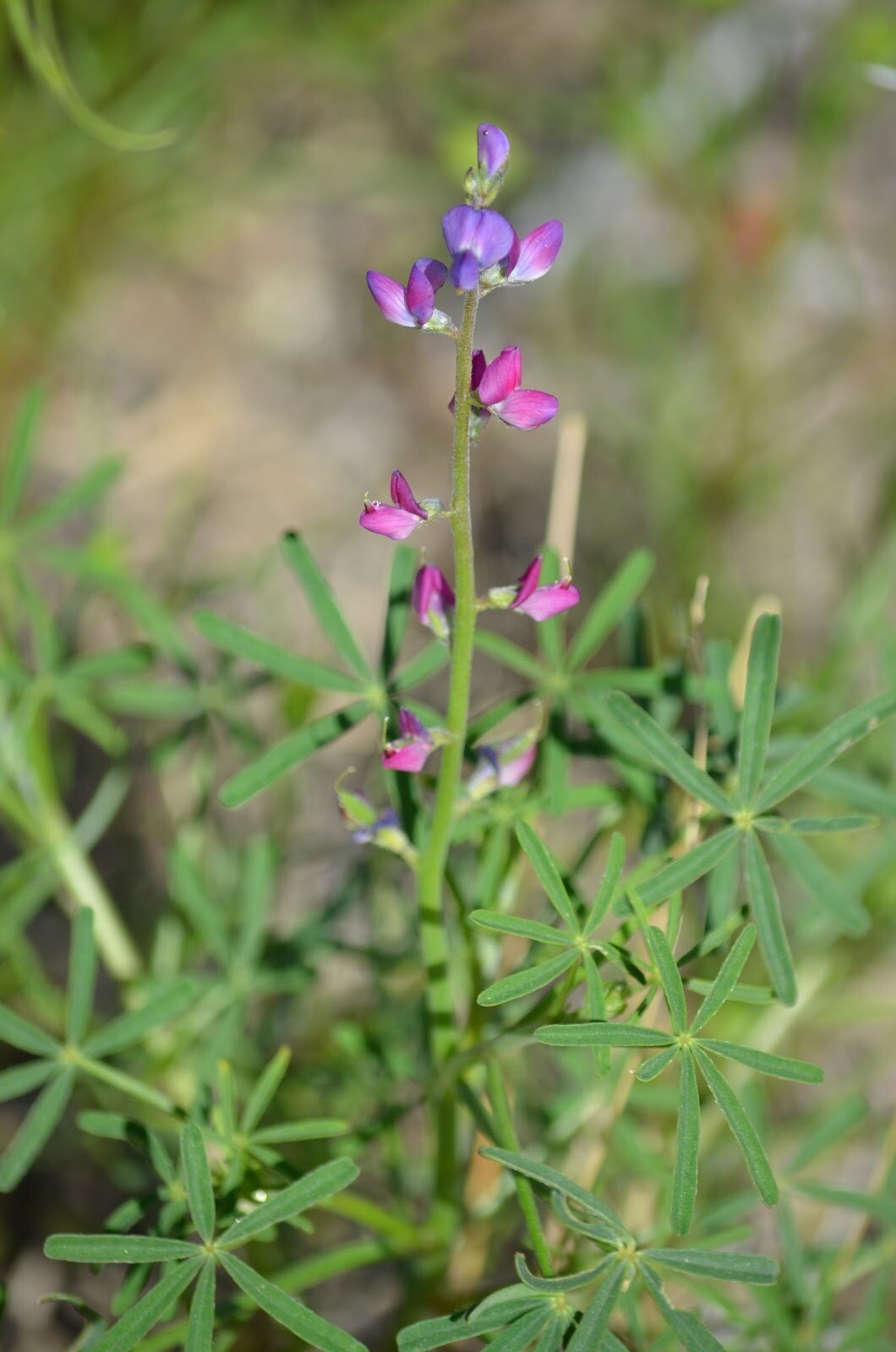 Collared Lupine