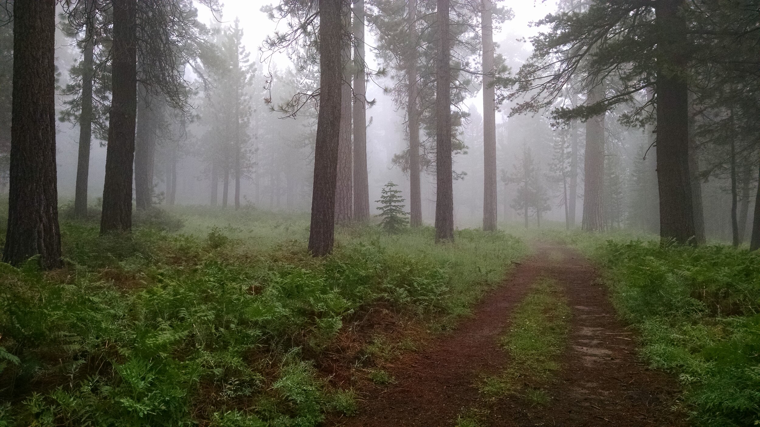 A foggy trail through the forest