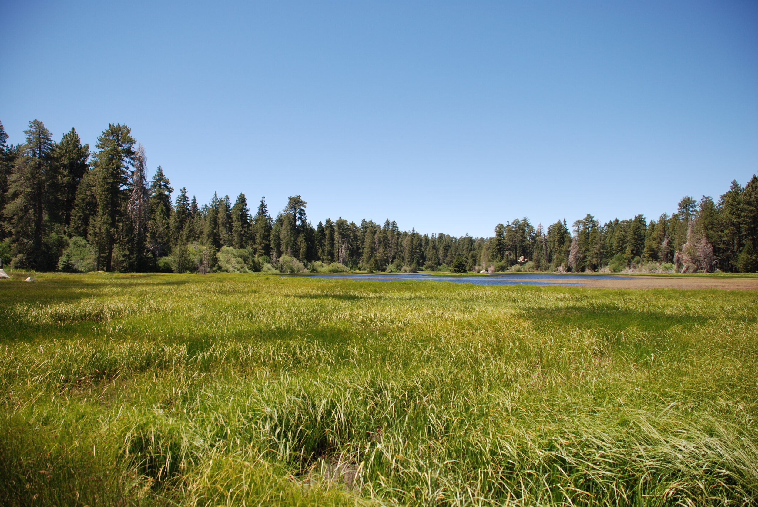 Bluff Lake Reserve's Mountain Meadow