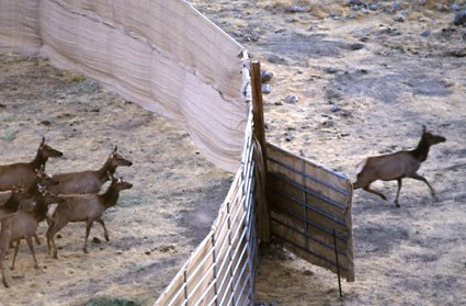 Tule elk released at Wind Wolves Preserve in 1998.