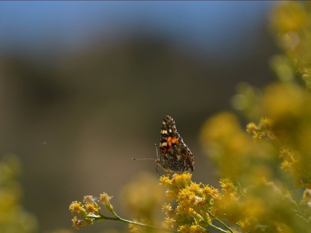 whitewater preserve - butterfly 3.jpg