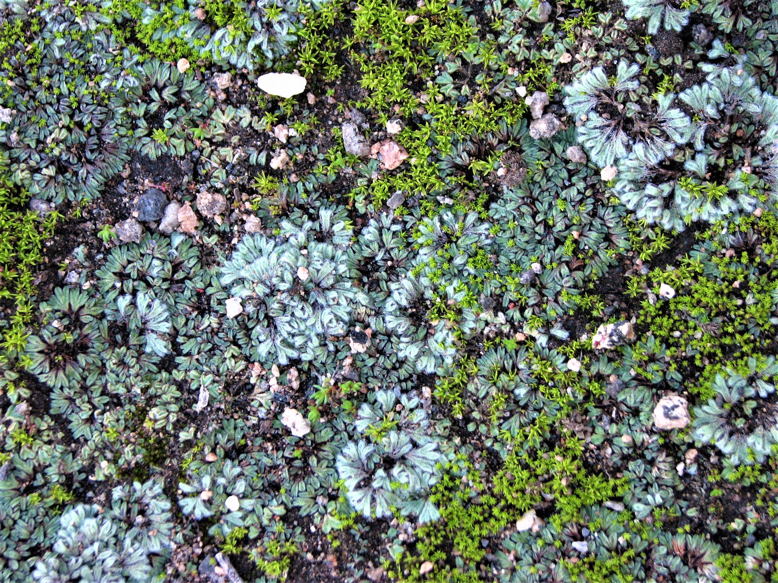 Lichen and Moss Carpet