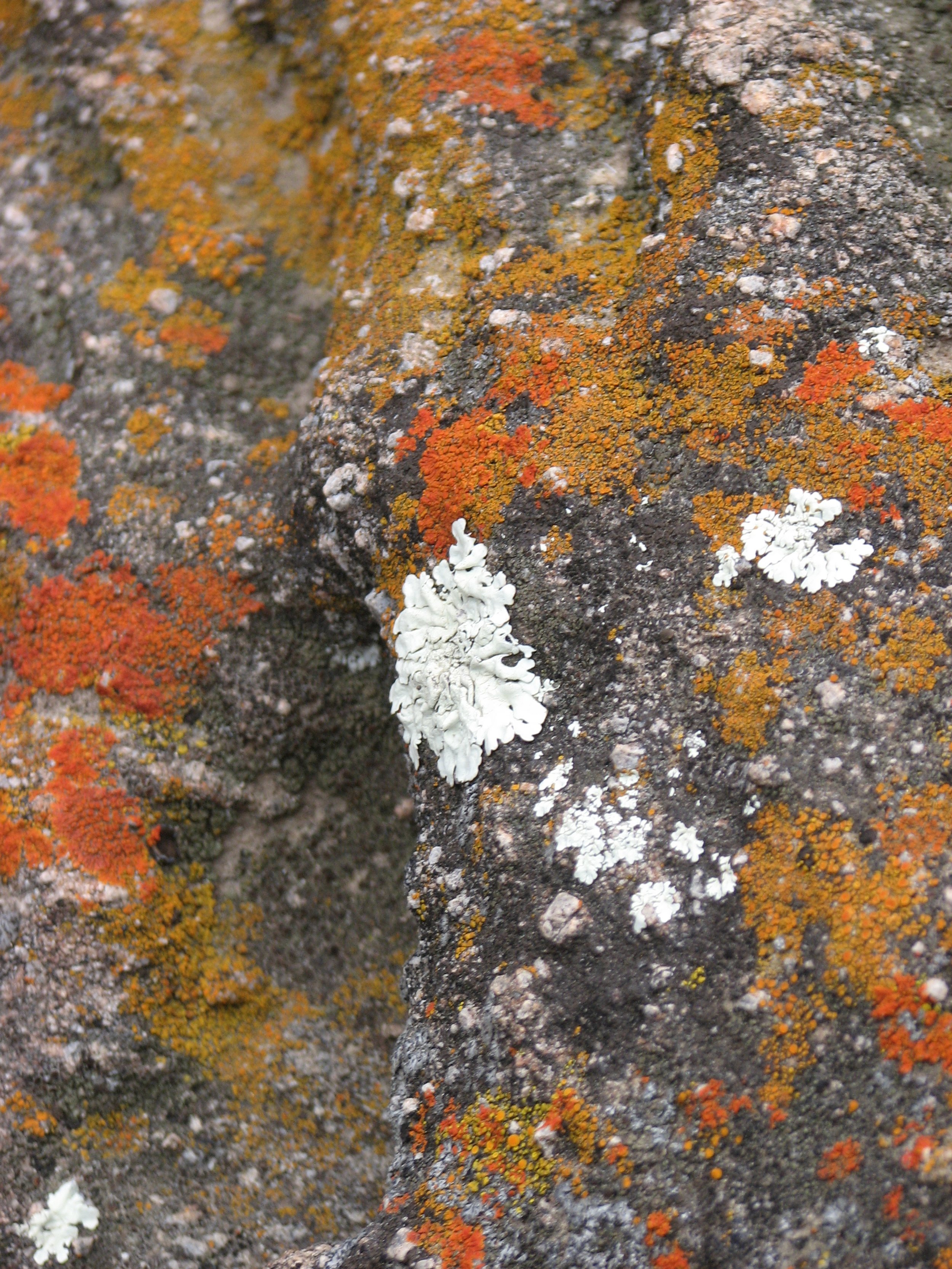 Lichens 1