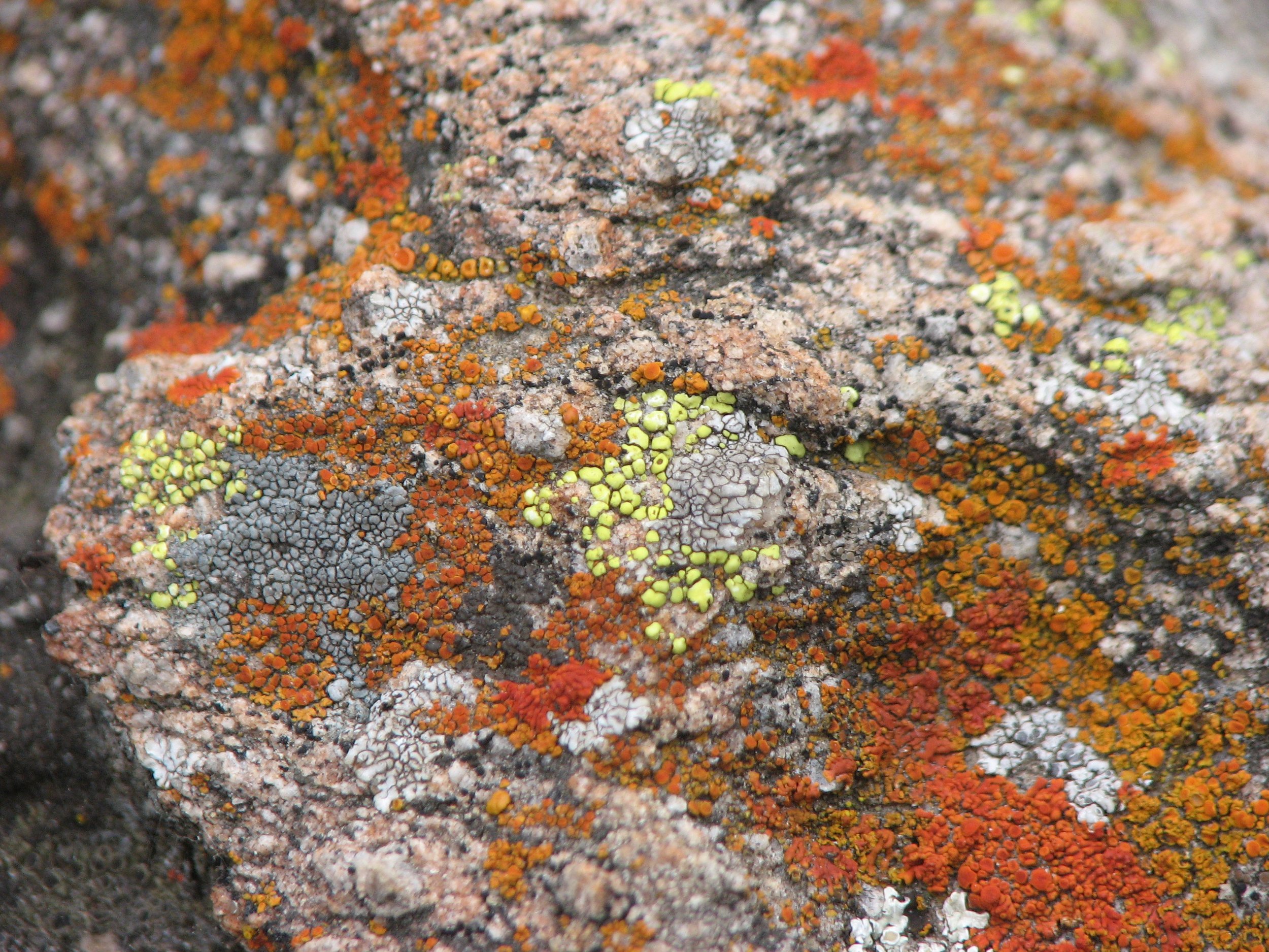 Lichens 2