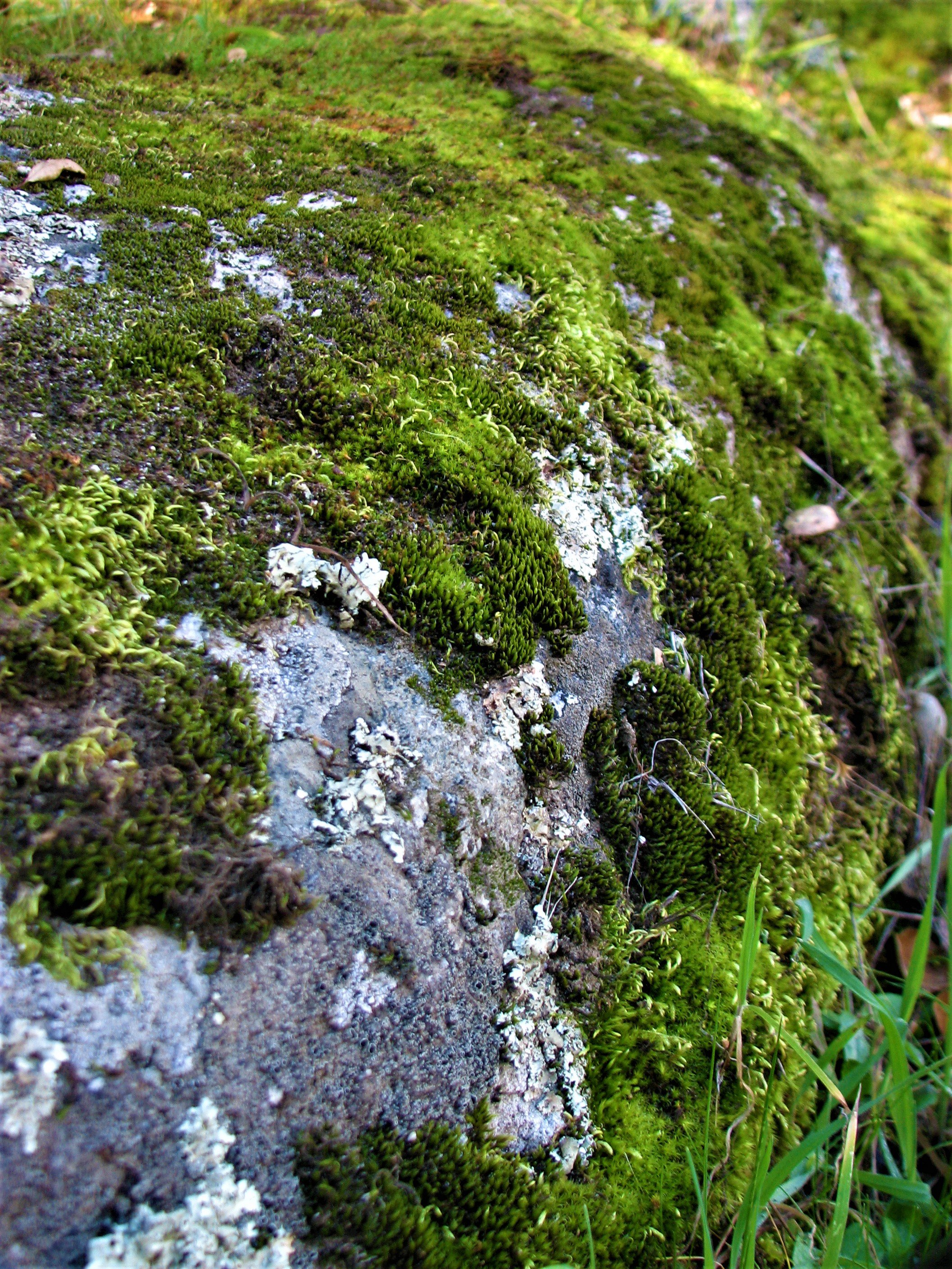Mosses and Lichens