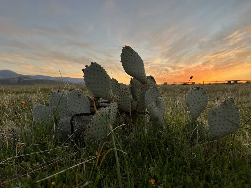 Bakersfield Cactus Thrives at Wind Wolves Preserve  The Wildlands  Conservancy