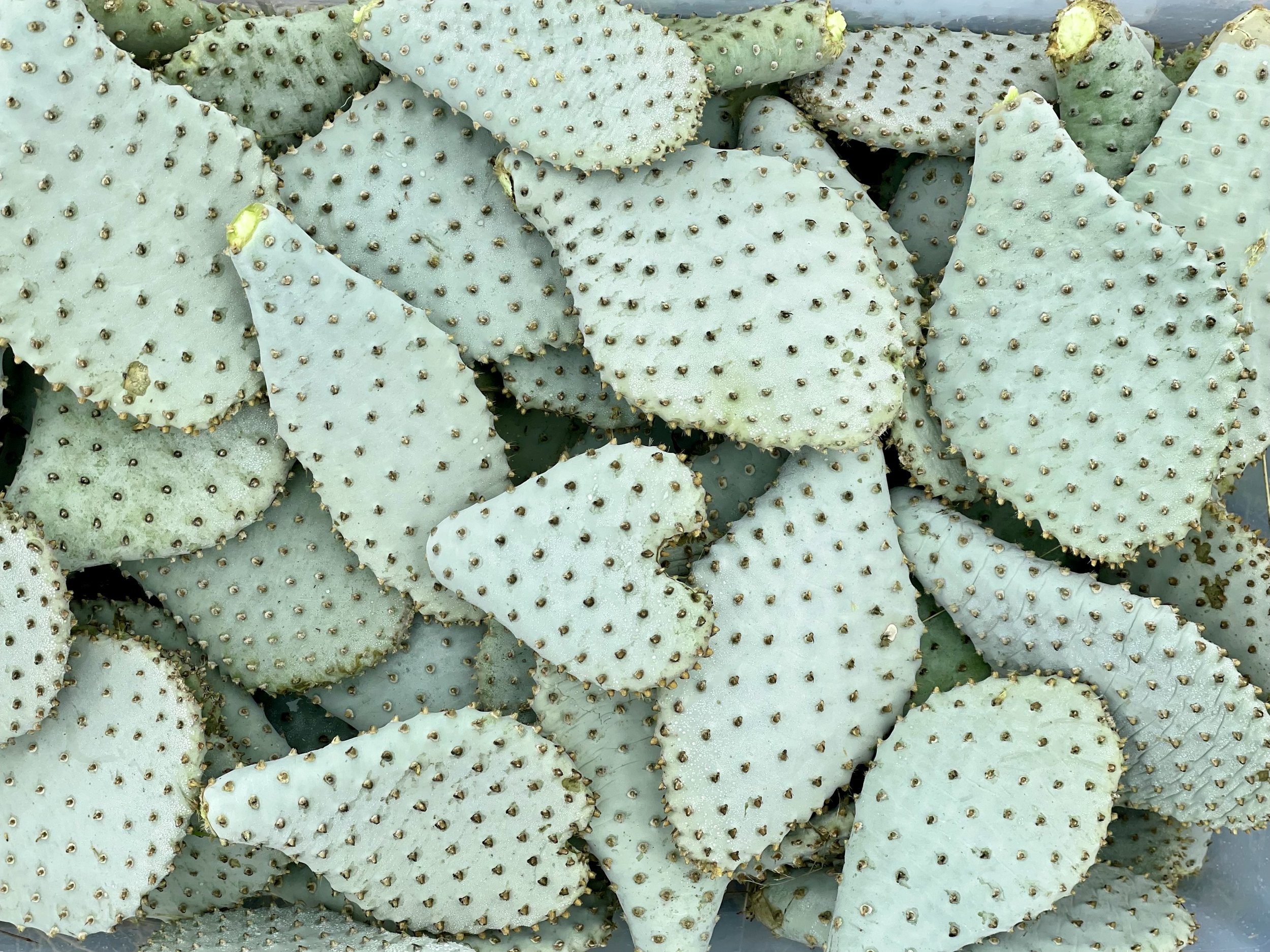 Cactus Pads Ready for Planting