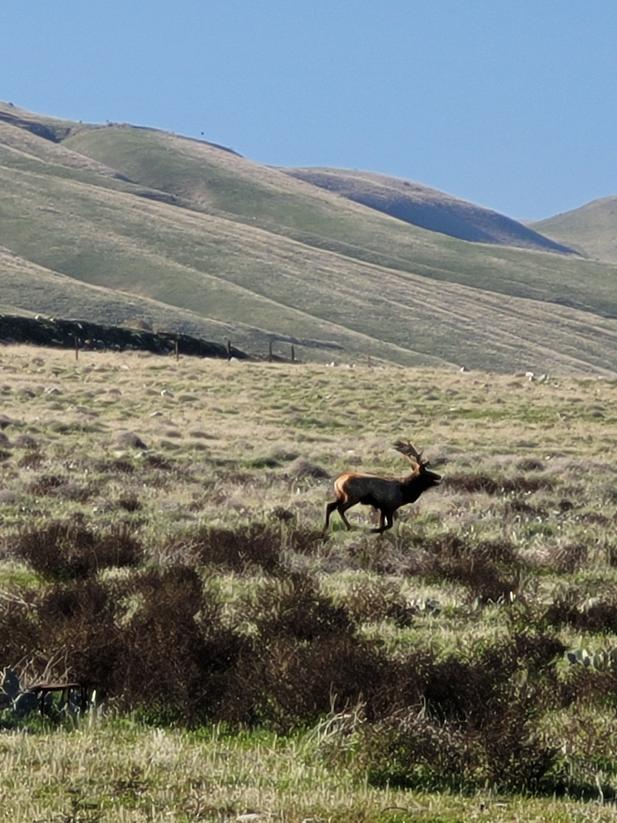 Tule Elk