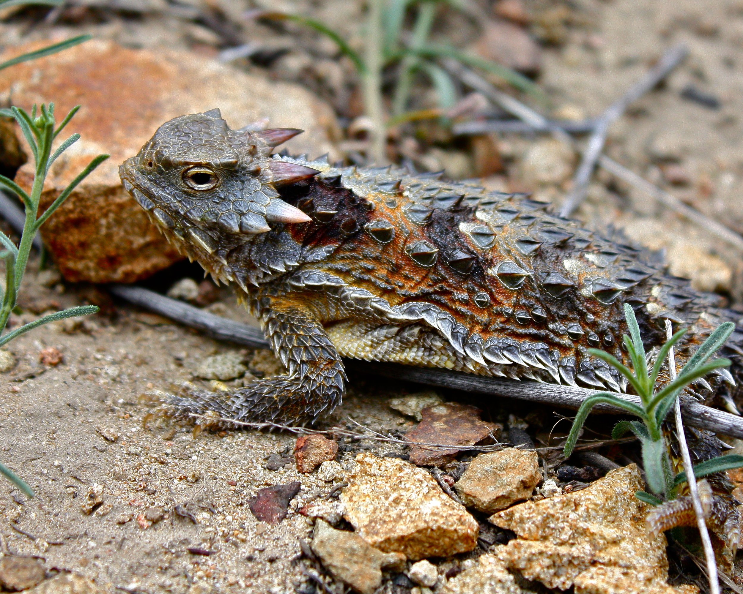 Blainville’s horned lizard (Phrynosoma blainvillii)