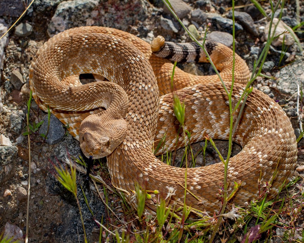 Red diamond rattlesnake (Crotalus ruber)