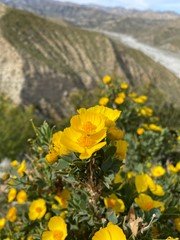 yellow flowers 2.jpg