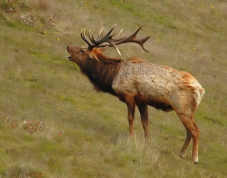  Photo by The Wildlands Conservancy 