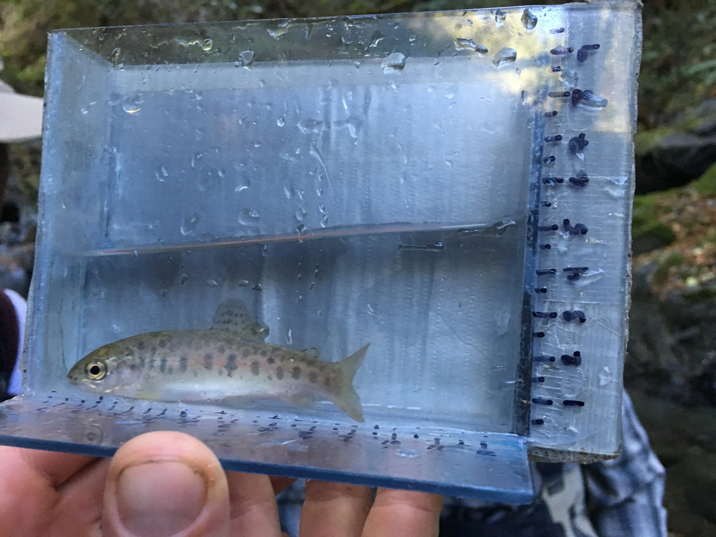 JHP_RG electrofishing_steelead fry_fall2019_J. Adams.JPG