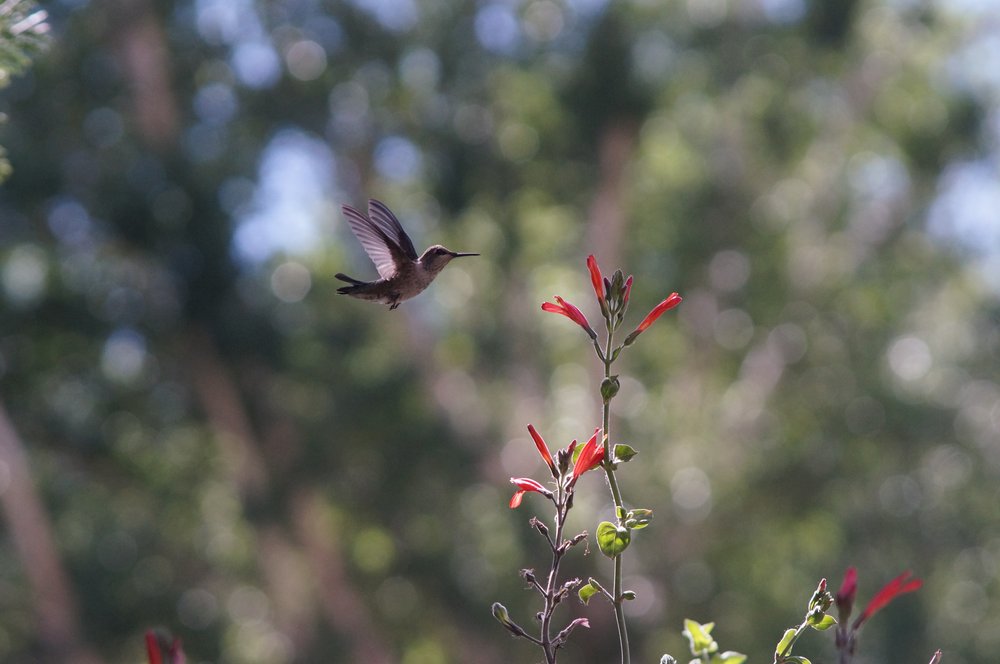 JLV_hummingbird.JPG