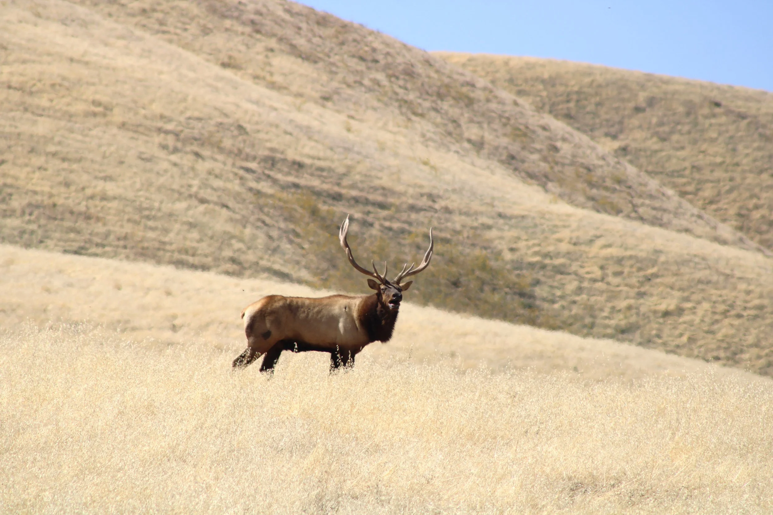 Bull tule elk