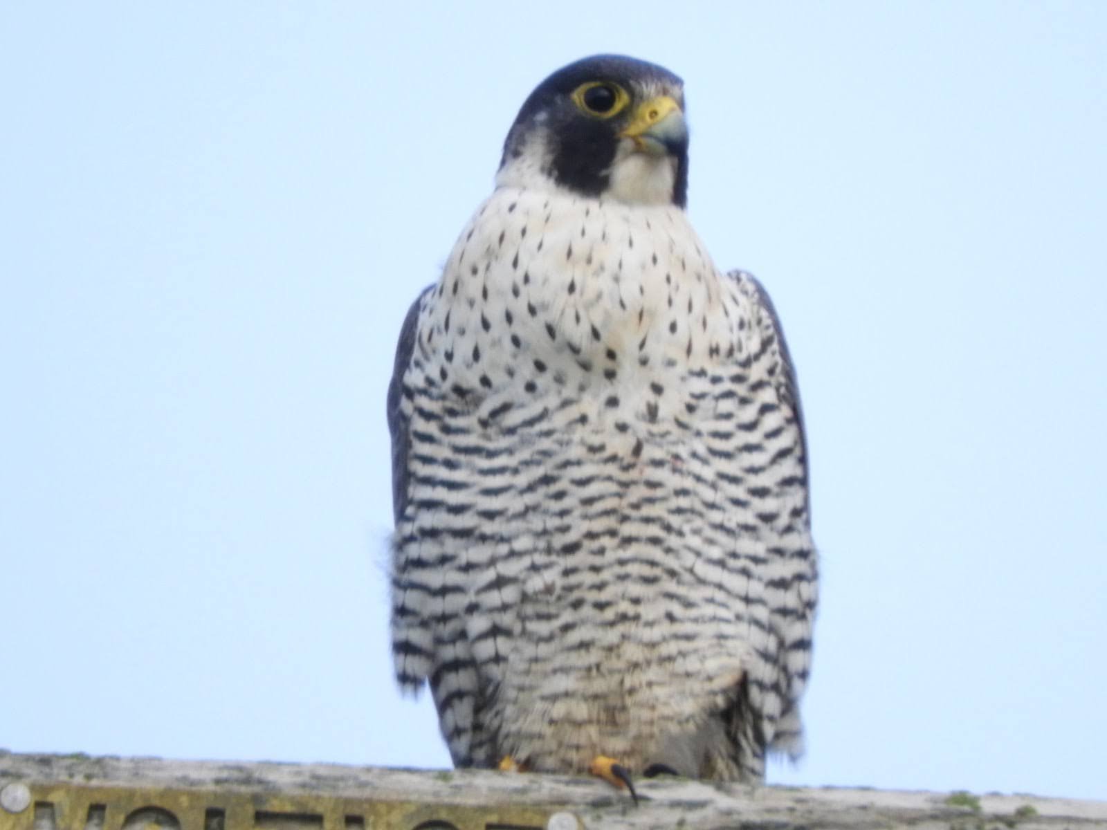 Photo by Brooke Douglass.