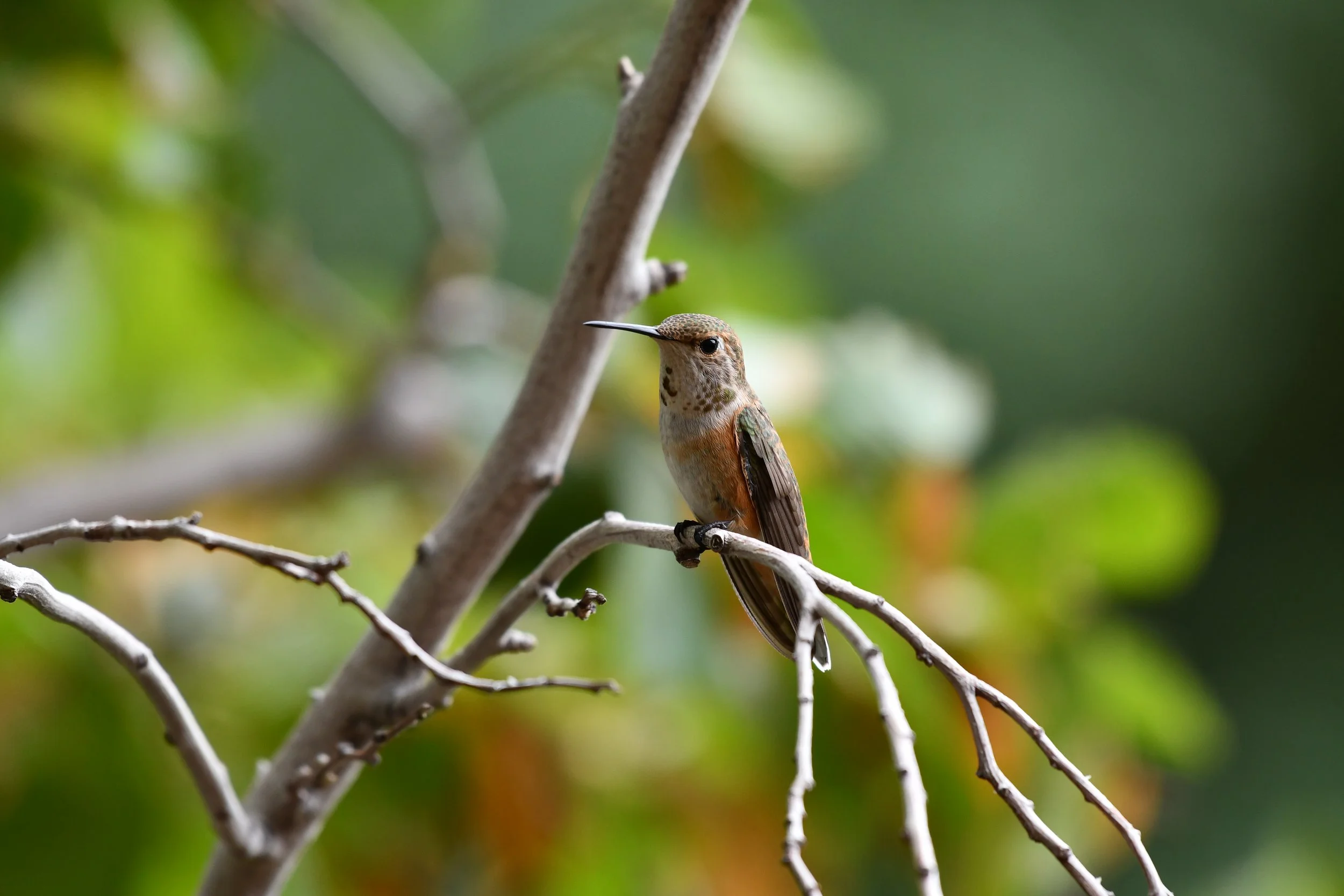 Following the Flyway: How Protected Lands Support Spring Migration