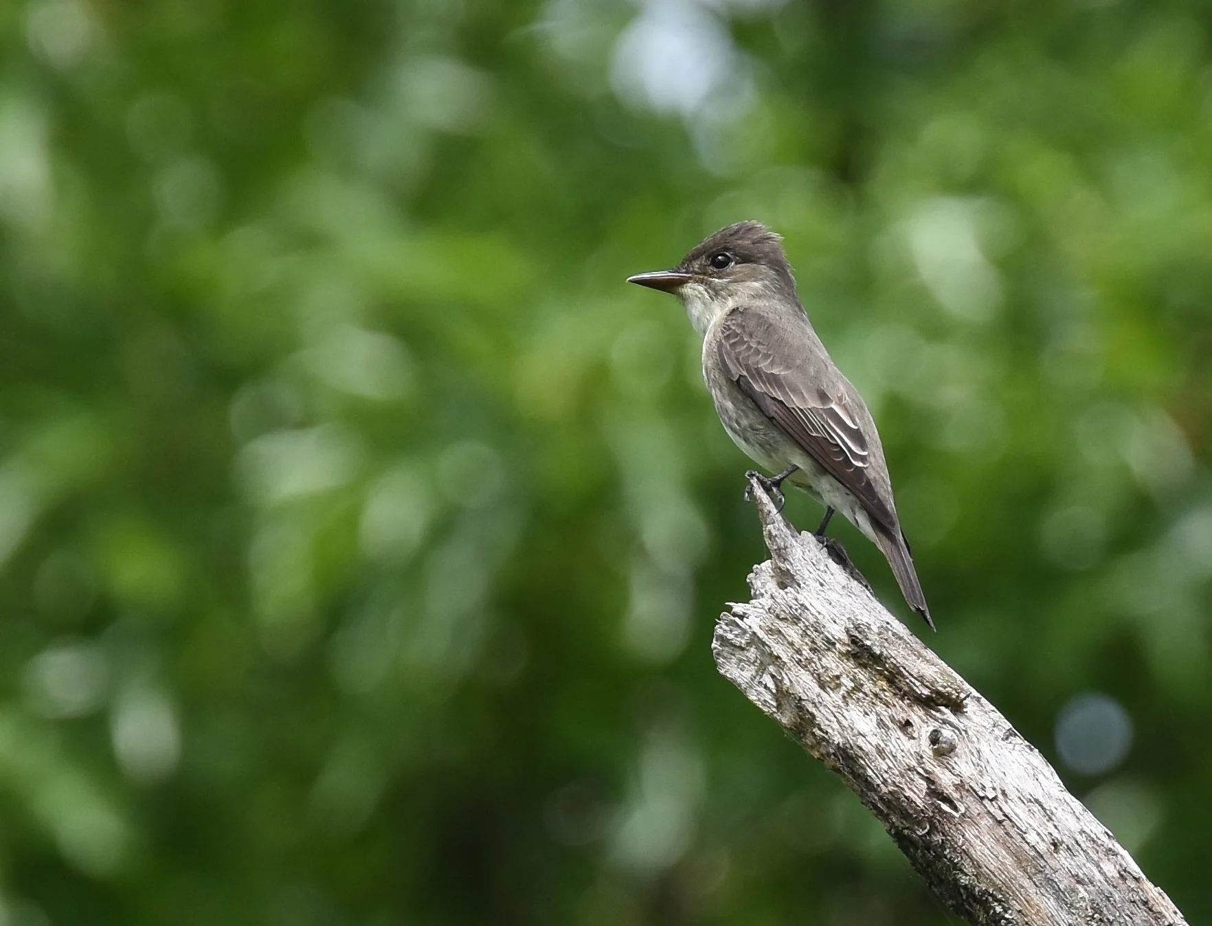 Olive-sided Flycatcher | Photo by Andy Reago &amp; Chrissy McClarren
