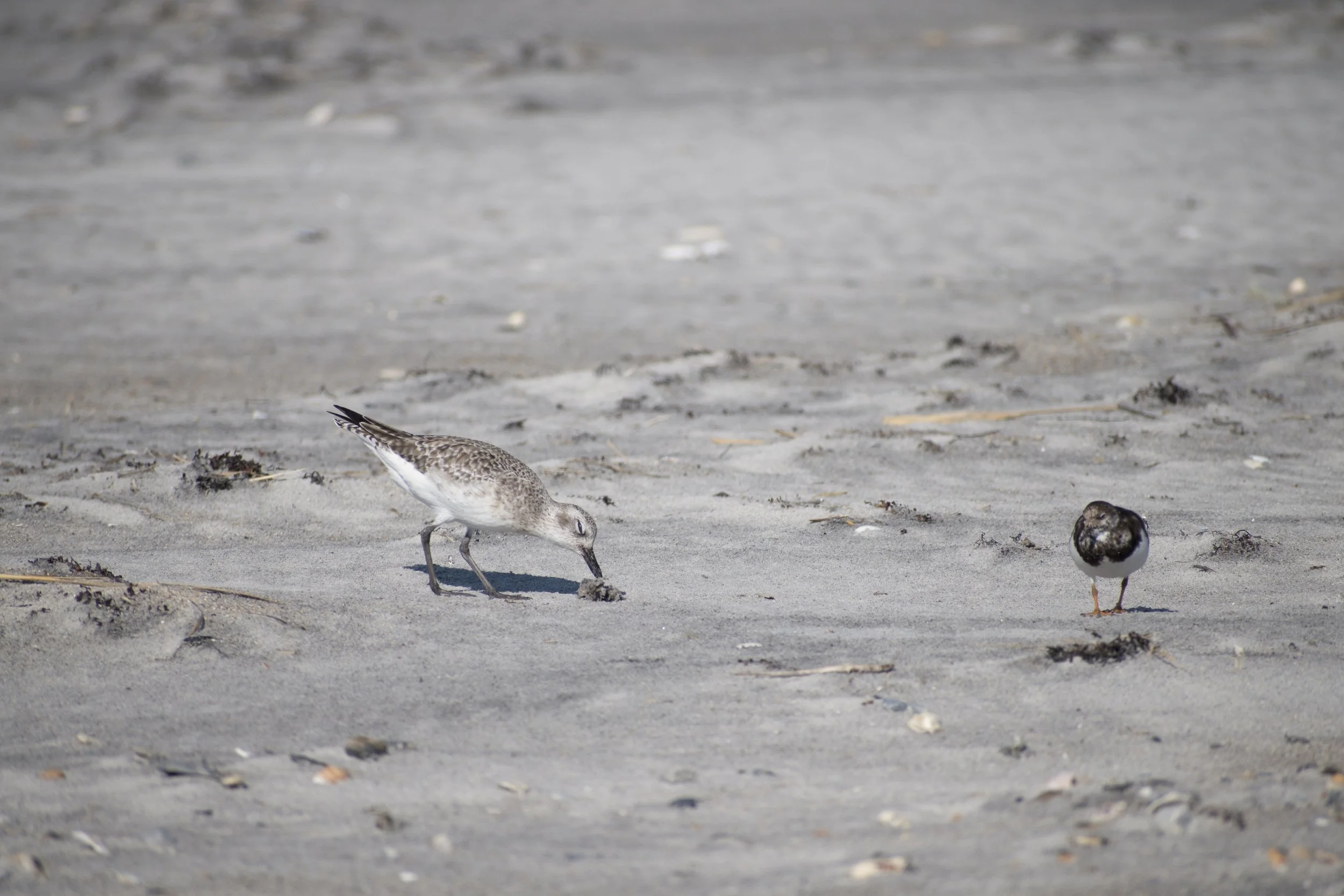Black-bellied Plover | Photo by lwolfartist