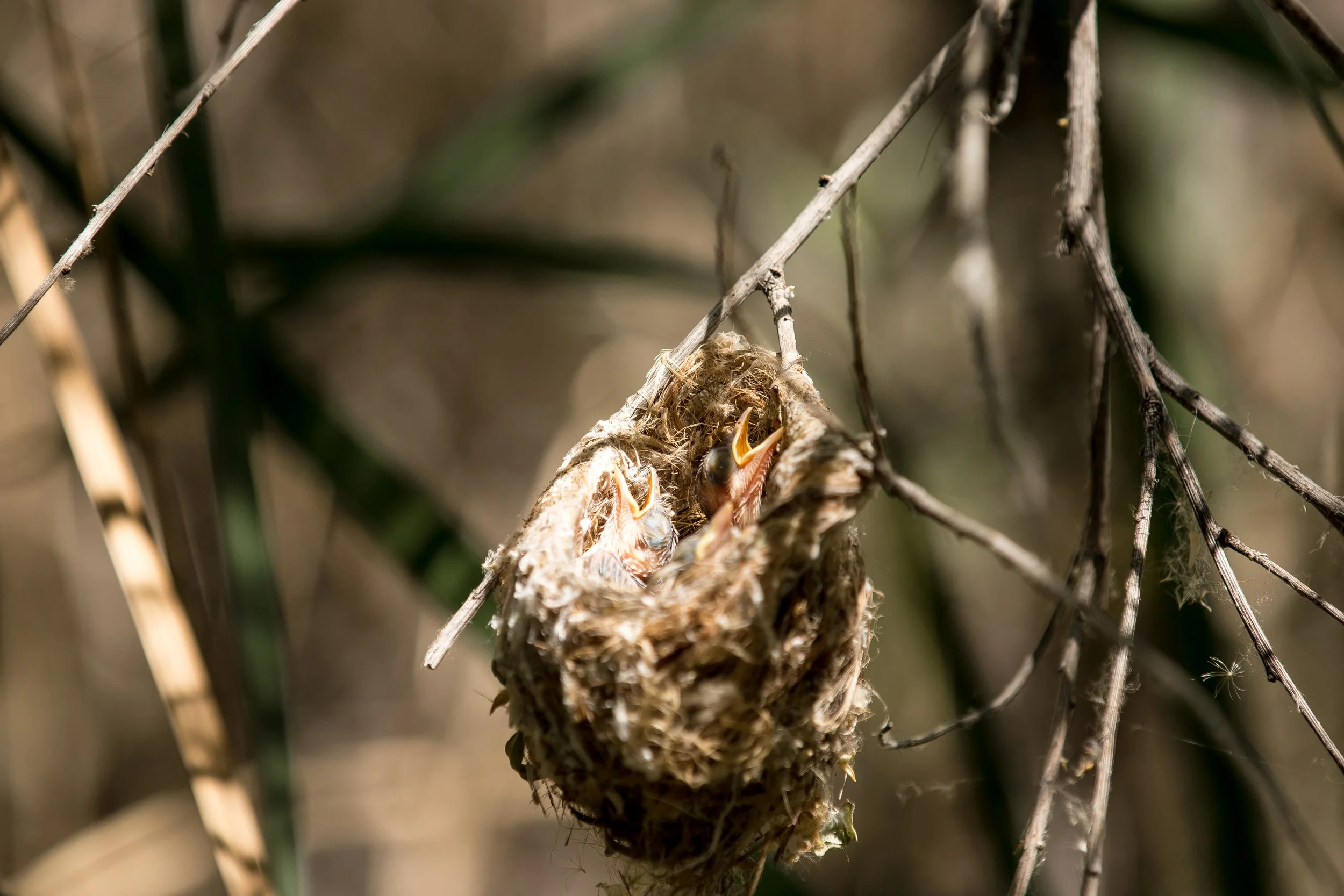 Least Bell's Vireo nest | Photo by Clinton Christensen