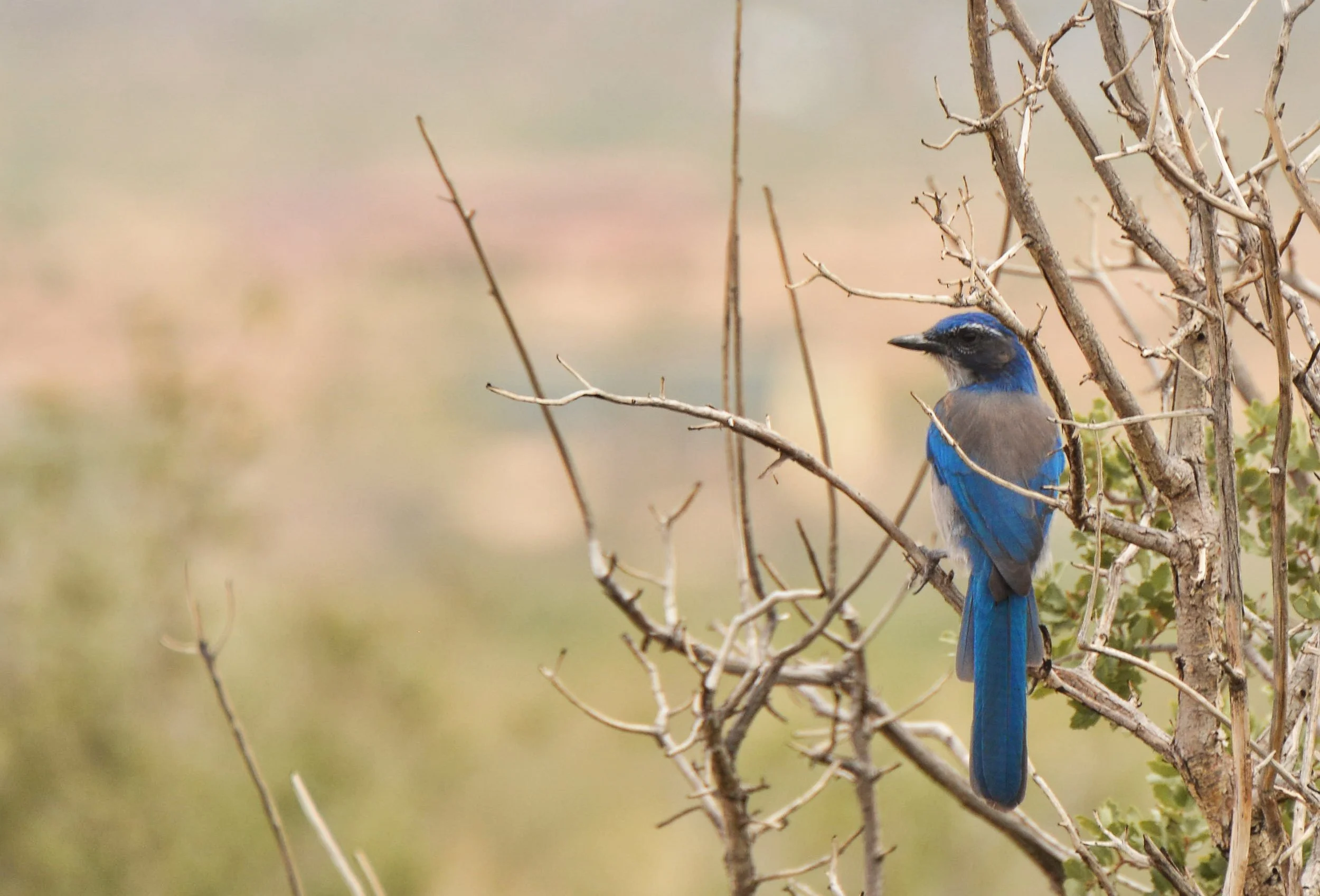 California Scrub Jay | Photo by Lucas Wilgers