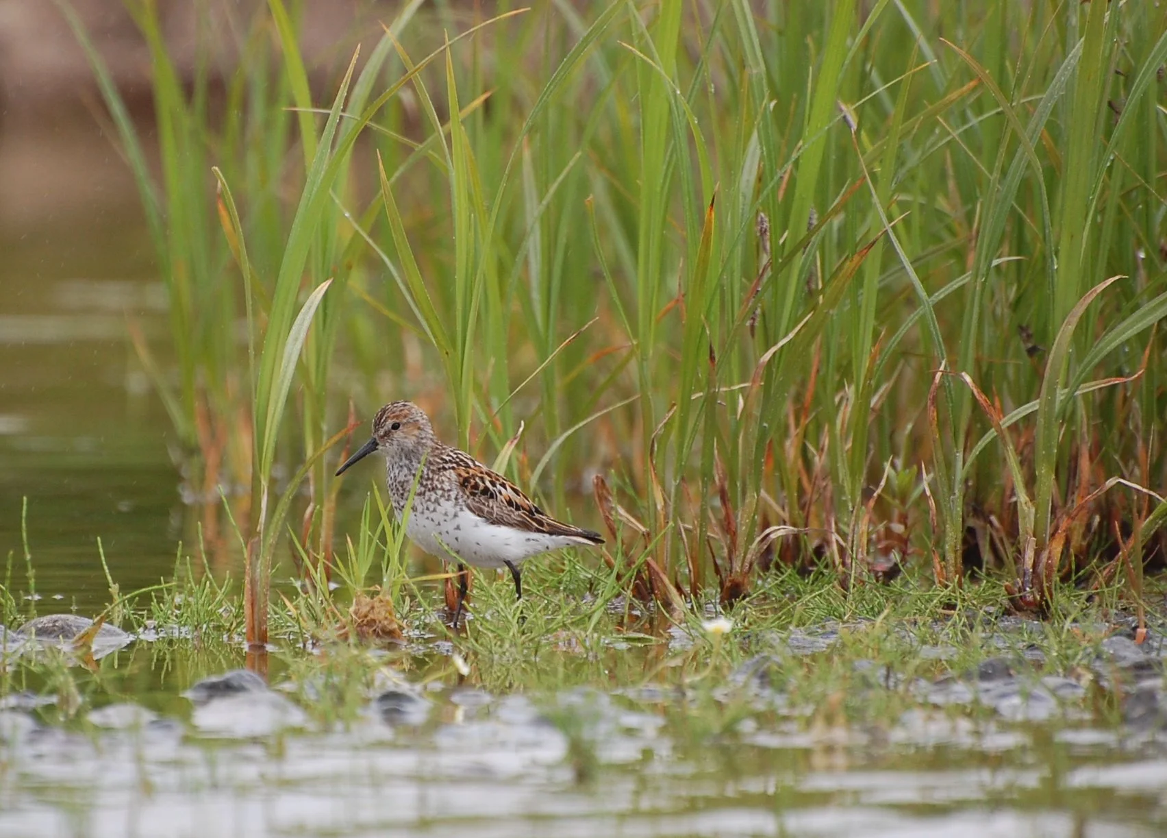 Western Sandpiper | Photo by Kristine Sowl / U.S. Fish &amp; Wildlife Service