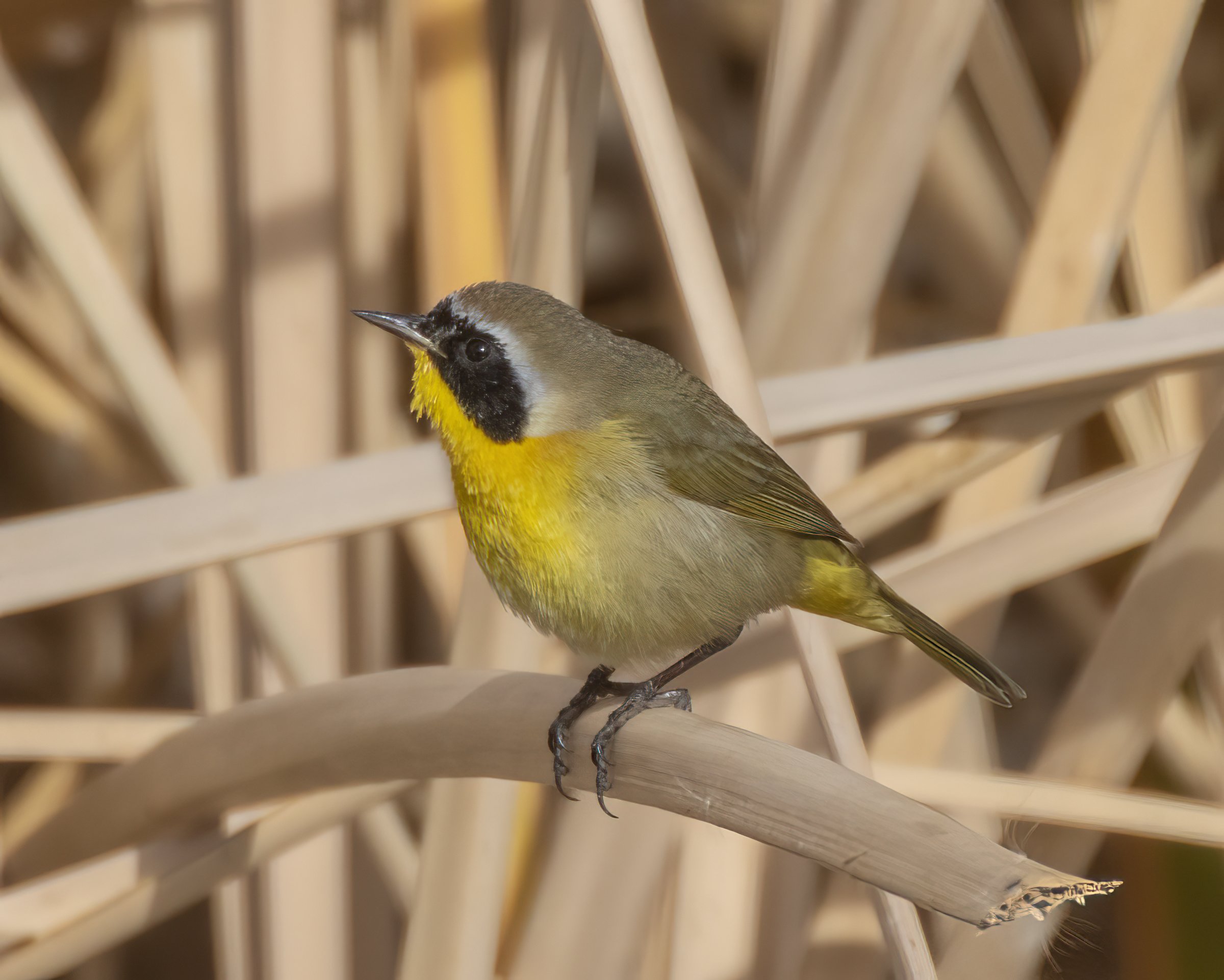 Birds of the Whitewater Preserve: Common Yellowthroat