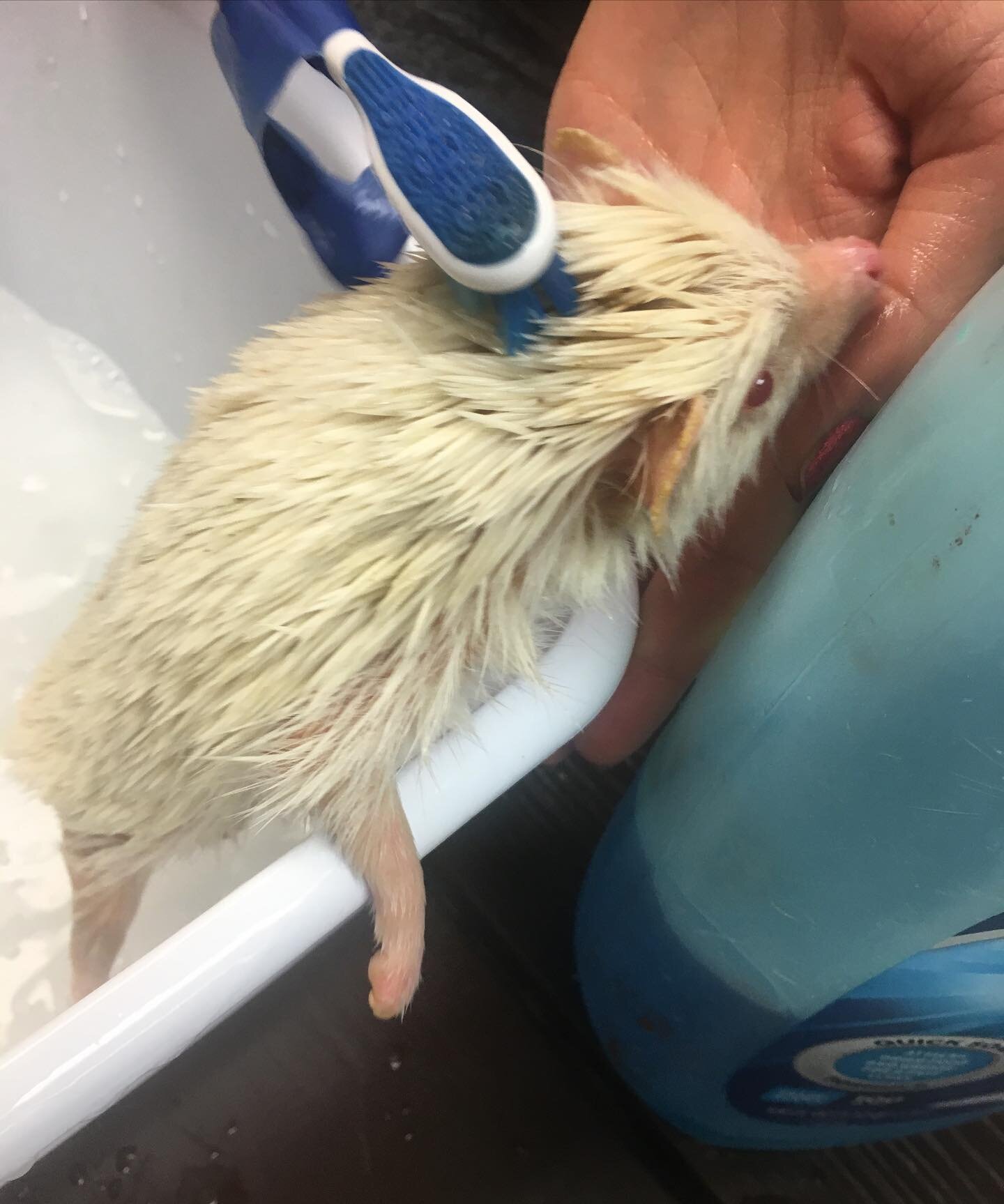 Our hedgie Pinky is enjoying his Christmas bath, getting all nice and clean for the big day! 🦔🛁🎄