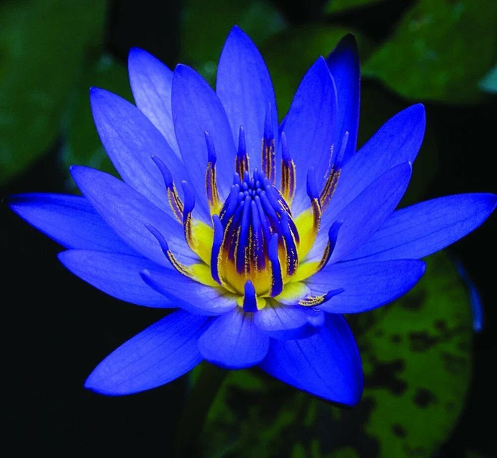 blue-star-lotus.jpg